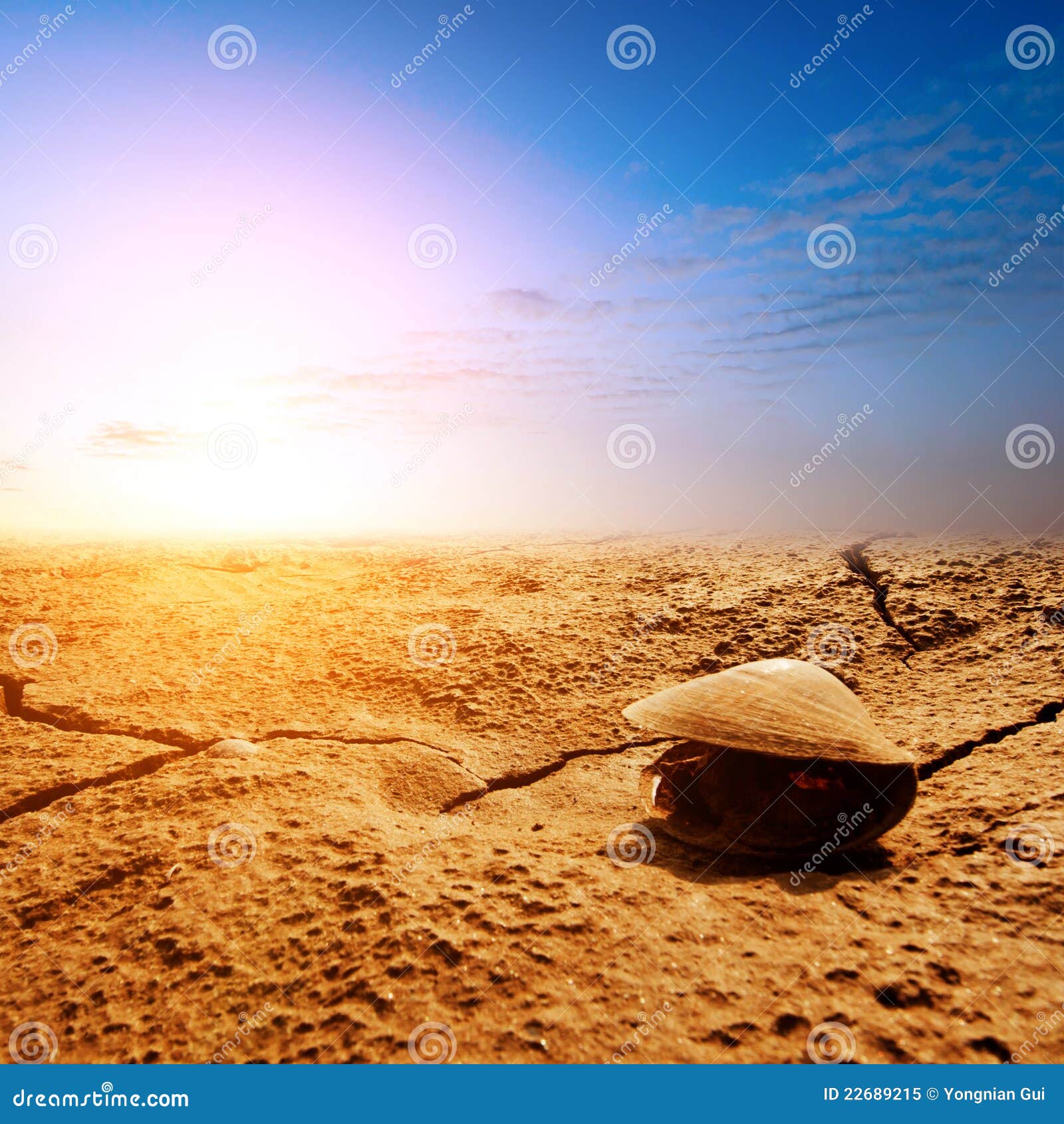 The Death of Mussels on the Beach Stock Image Image of snail, coast