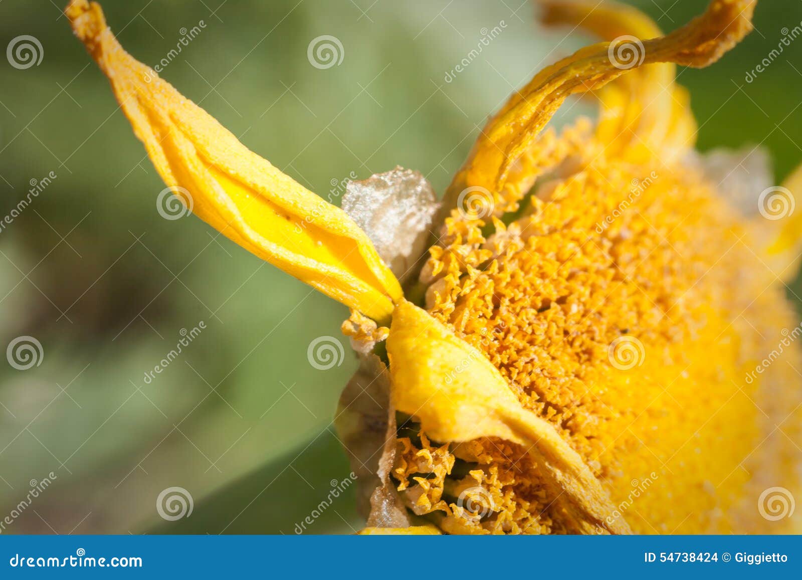 Death pollen flower stock photo. Image of purity, pollination 54738424