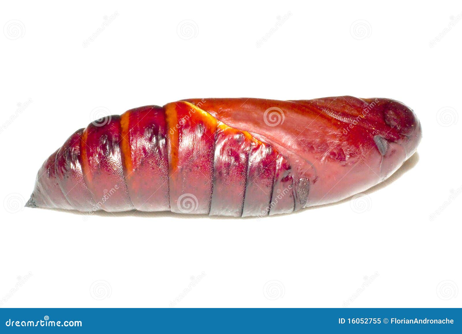 Death s head Acherontia atropos pupa. Death s head Acherontia atropos chrysalis pupa close-up isolated on the white background