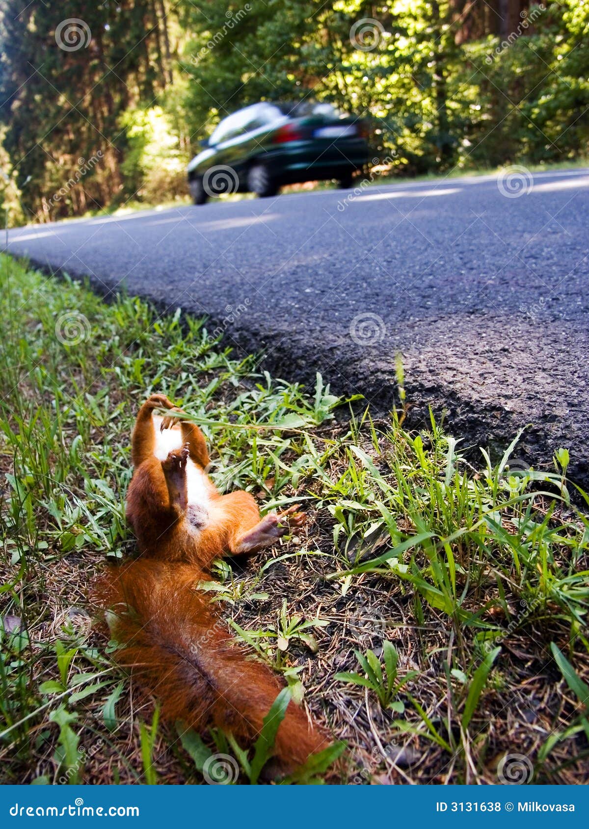 Death squirrel stock photo. Image of road, tarmac, squirrel 3131638