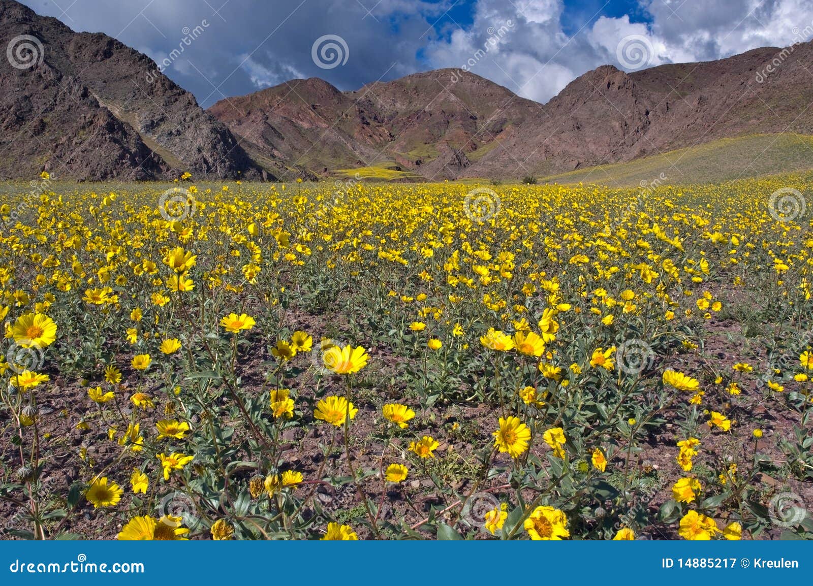 Death Valley in Bloom, Jubilee Pass Stock Image Image of park