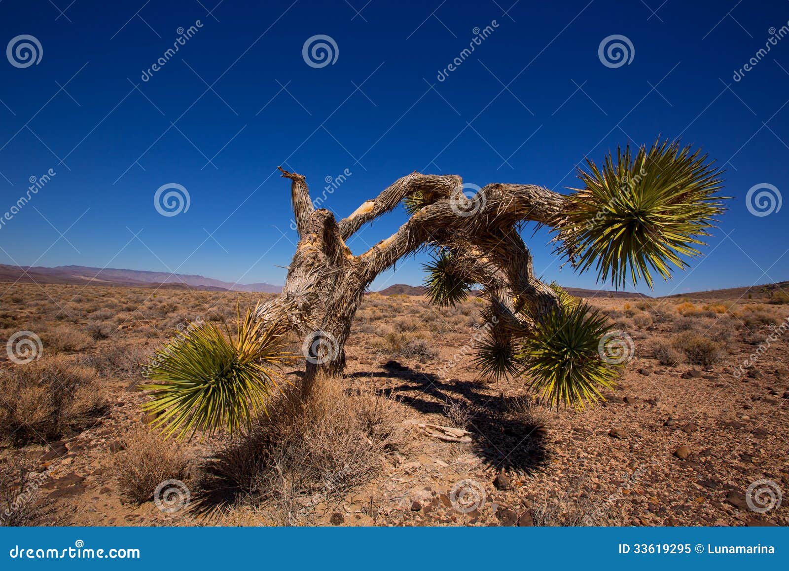 Yucca valley hook up