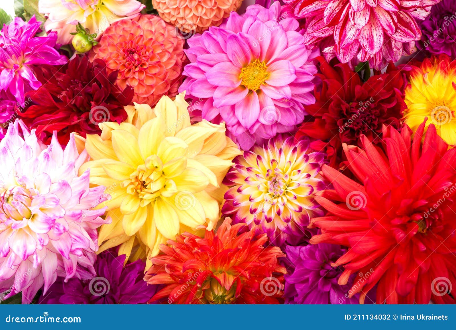 Deautiful Flower of Pink Dahlia Isolated on a White Background Stock