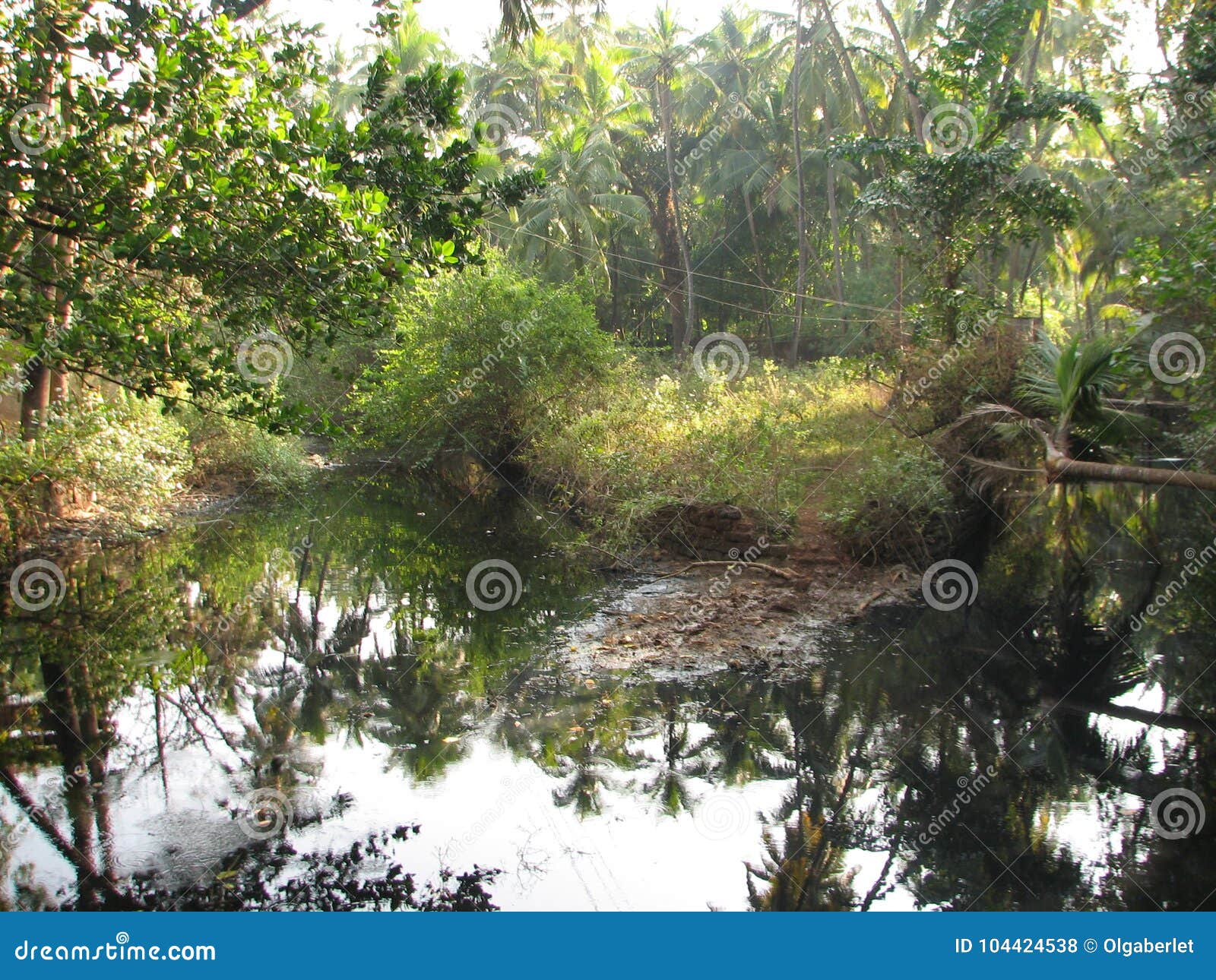 Deciduous and Coniferous Subtropical Forest. Stock Photo - Image of ...