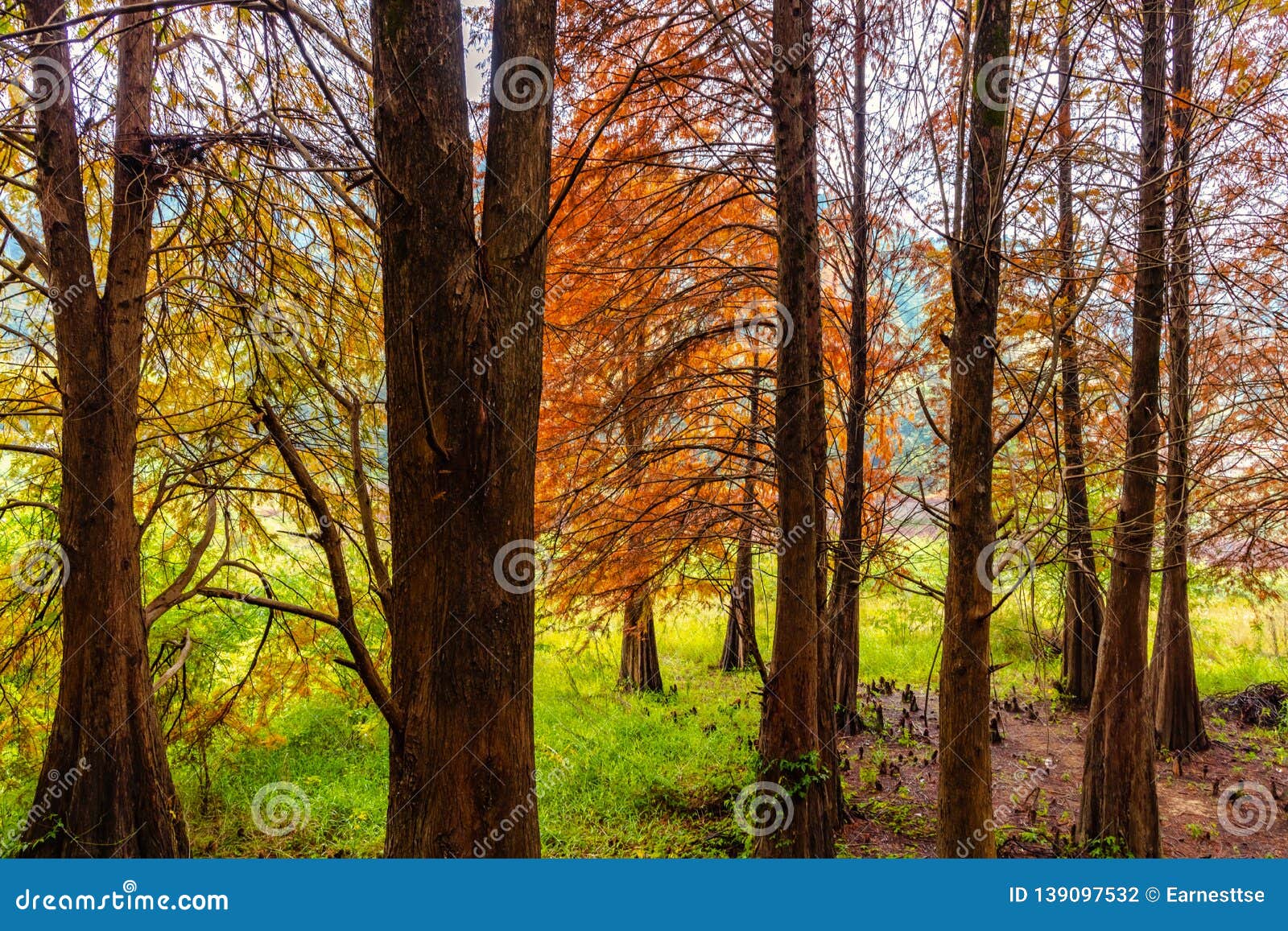 Deciduous Cypress at Winter Stock Photo Image of distichum, black