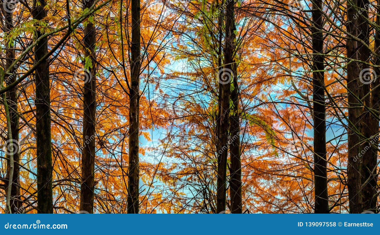 Deciduous Cypress at Winter Stock Photo Image of distichum, bald