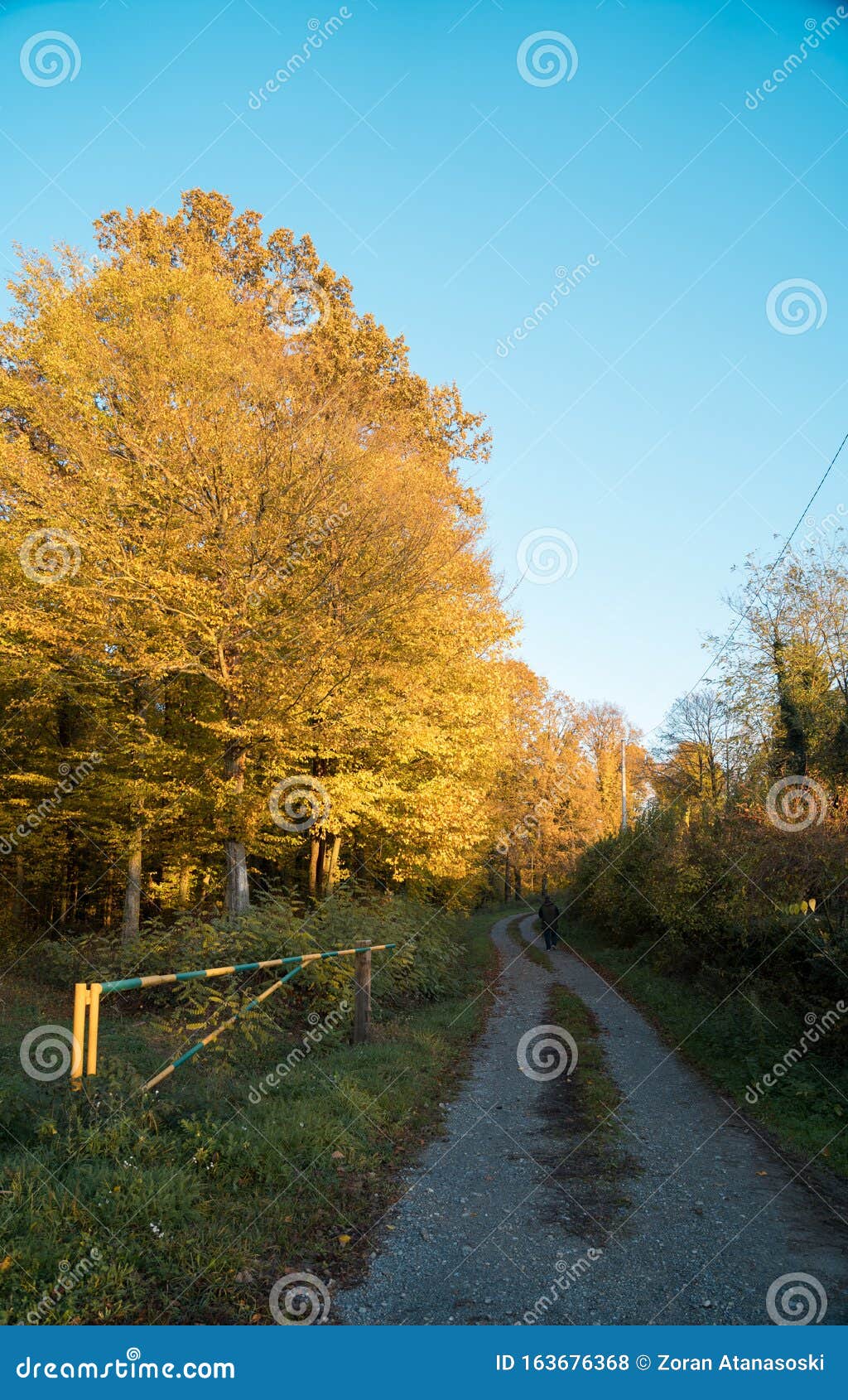 broadleaf deciduous forest