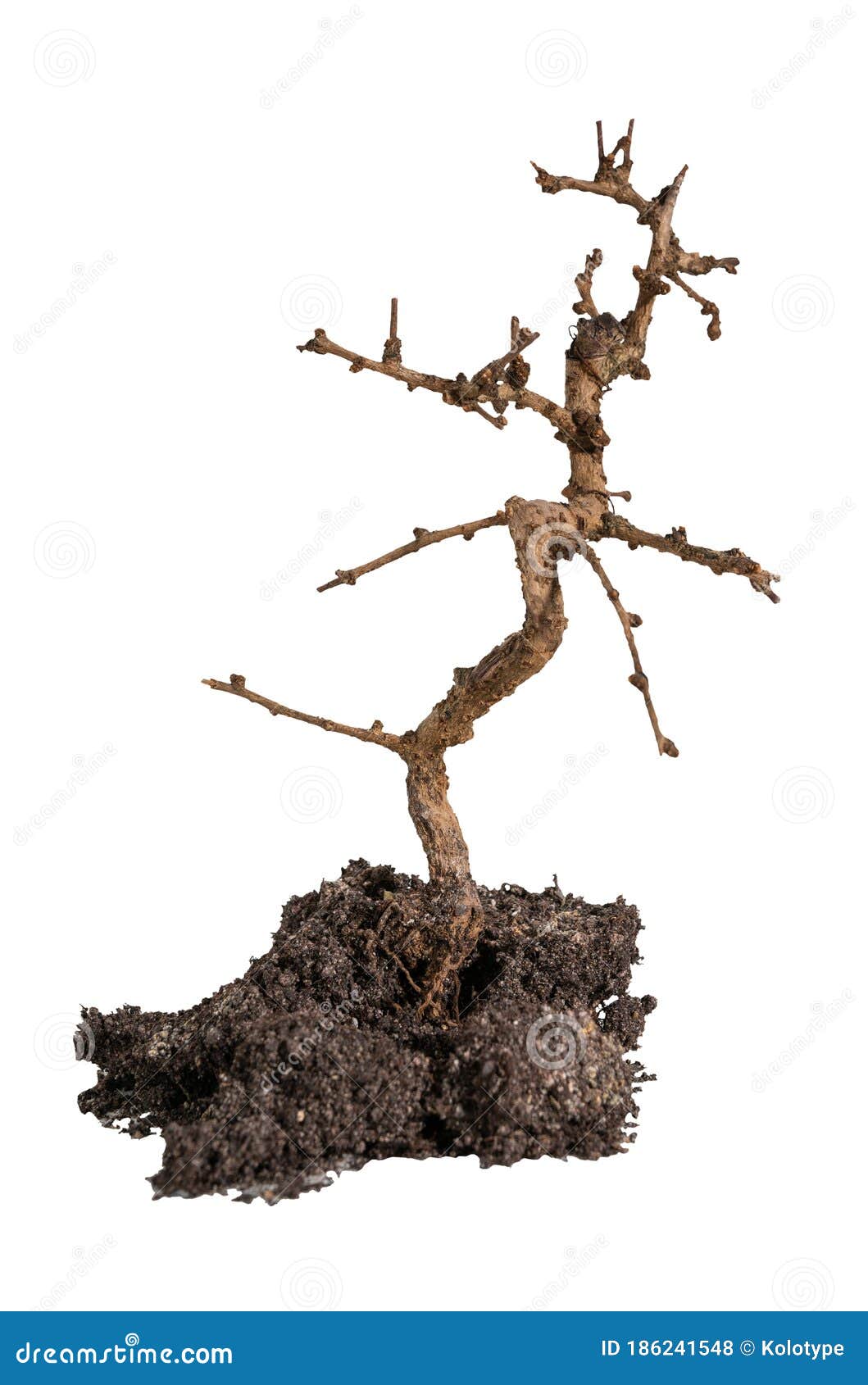 Deciduous Leafless Bonsai Tree in Soil Stock Photo Image of mini