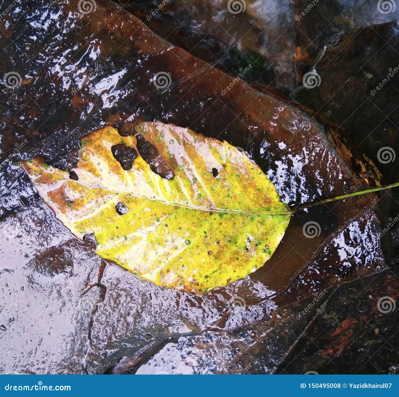 Deciduous Leaves Carried by Water Stock Photo Image of water, leaves 150495008