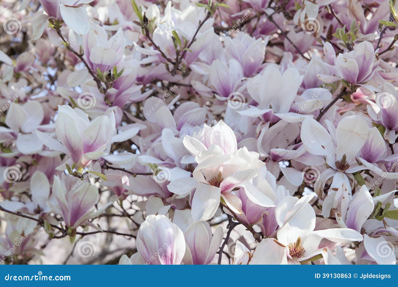 Deciduous Magnolia Tree in Full Bloom Stock Image Image of southern