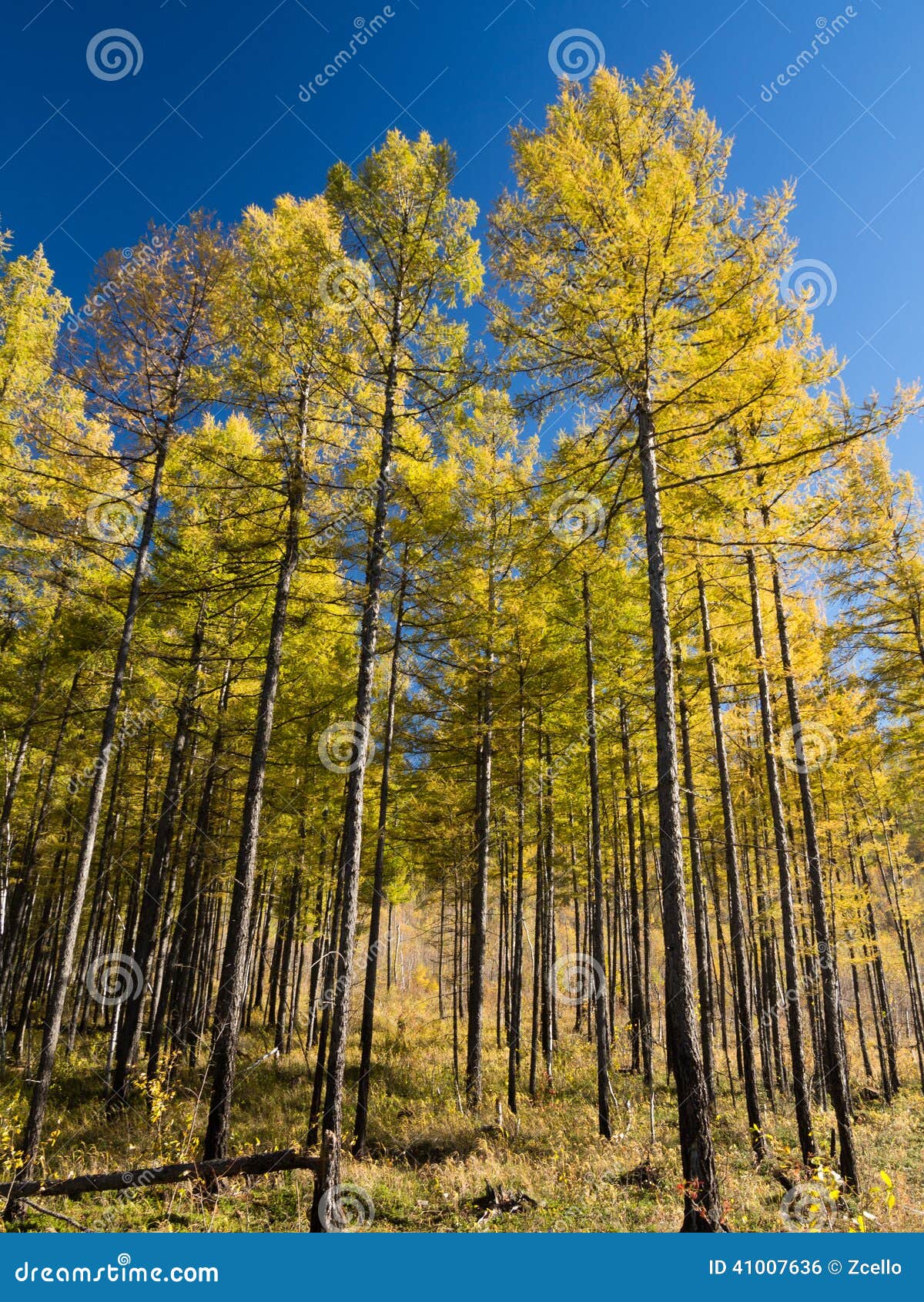 Deciduous Pine Forest in Inner Mongolia Stock Photo Image of running