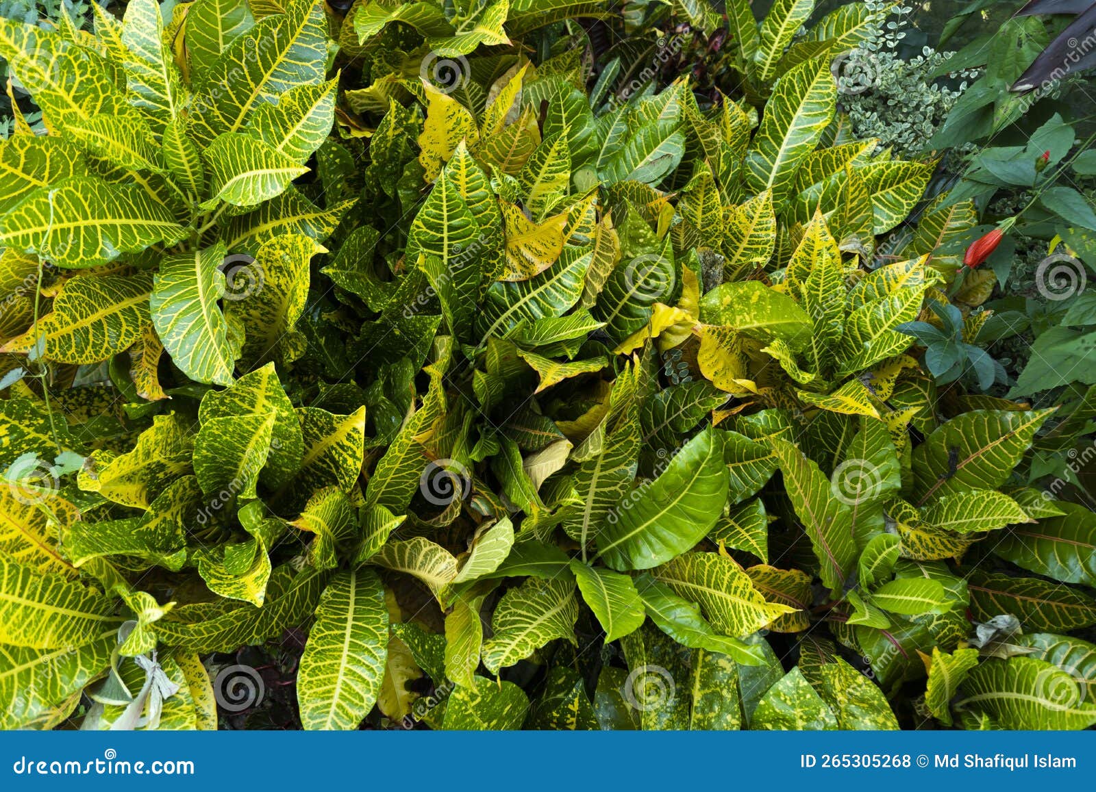 Deciduous Plant in the Botanical Garden. Scientific Name is Codiaeum