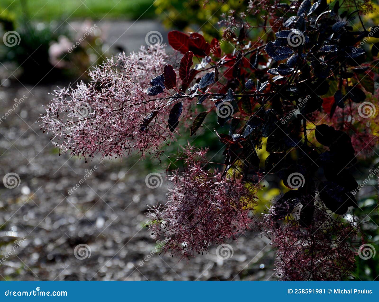 Deciduous Shrub it Grows To a Height of 34 M and Forms a Spreading