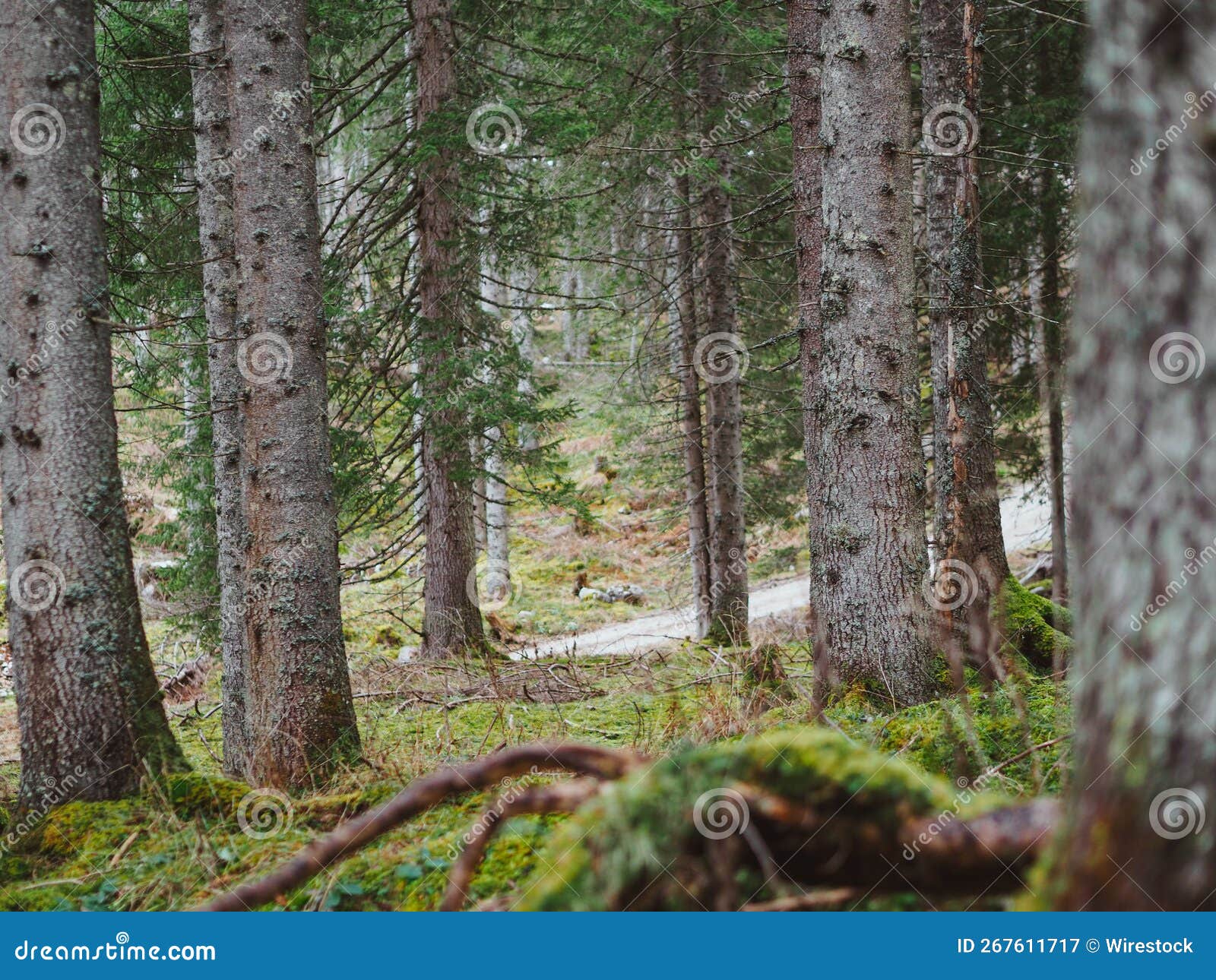 Deciduous Spruce Trees in the Forest Stock Image Image of forest, mossy 267611717