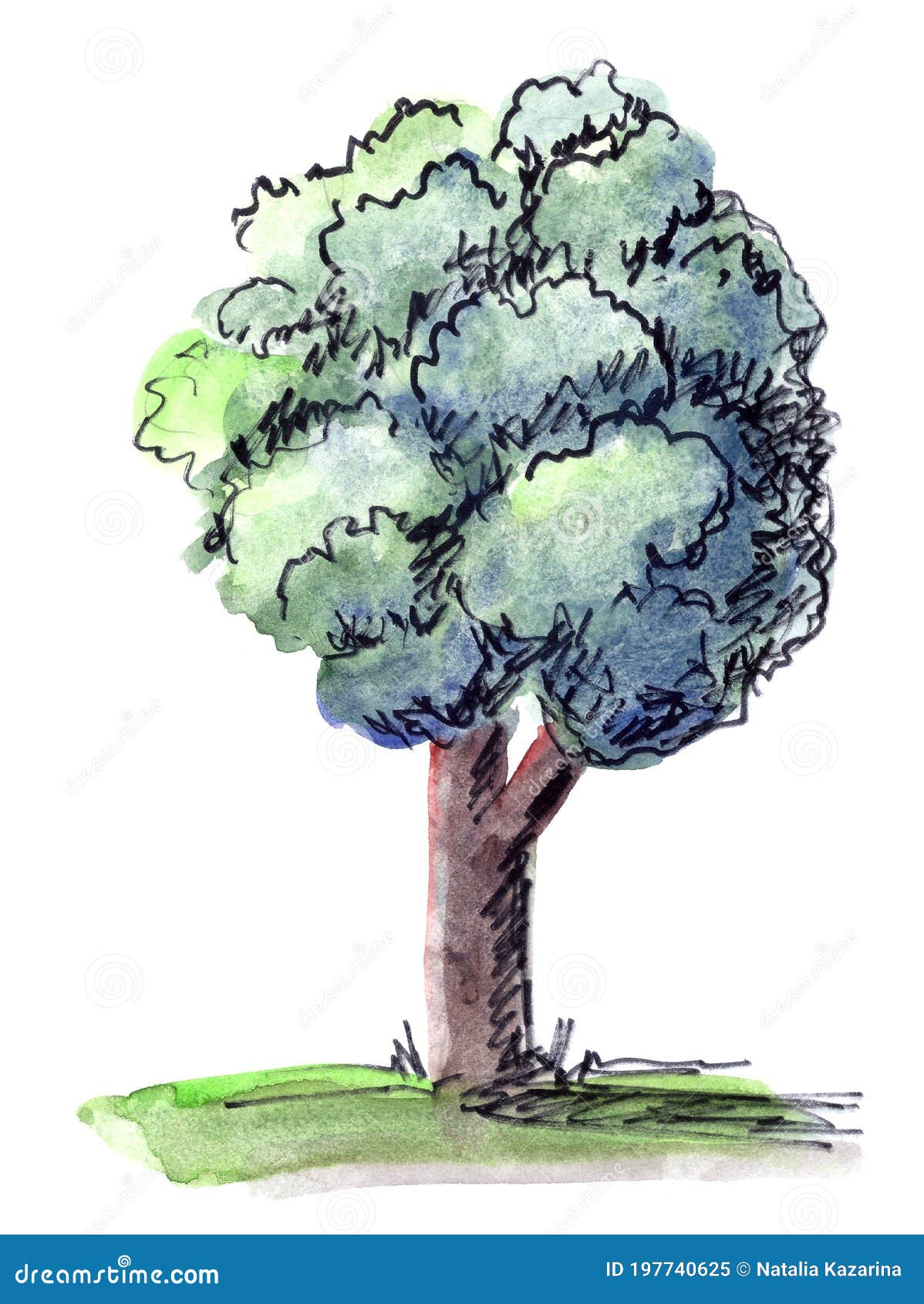 Deciduous Tree Lit By The Sun Watercolor Graphic Drawing On A White Background Stock Image Image Of Arrangement Concepts