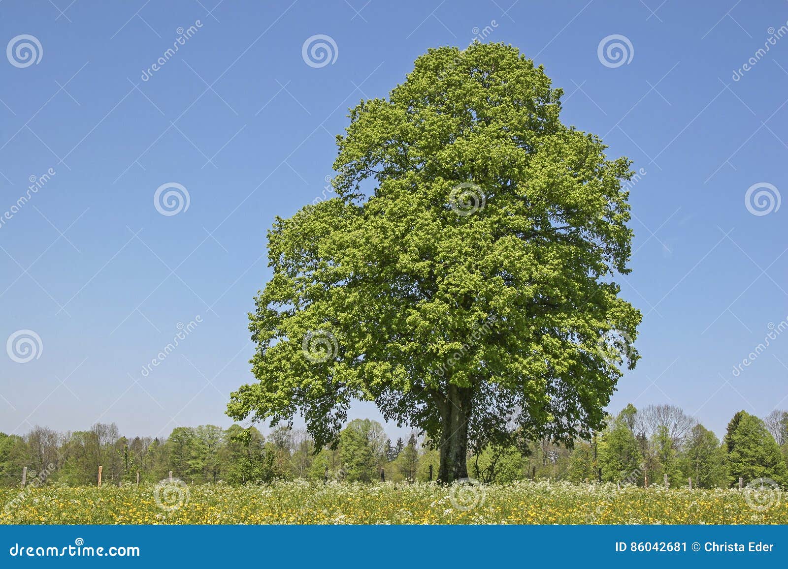 deciduous tree in summer