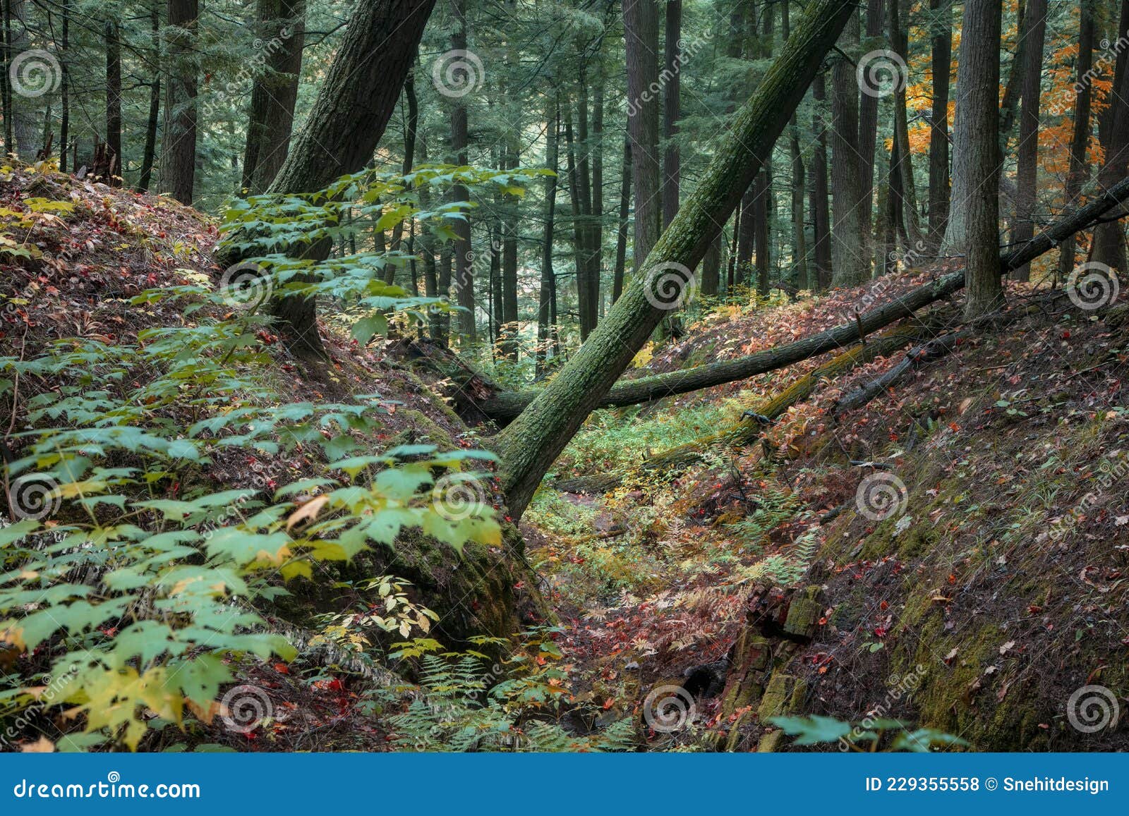 Trees in Black River Forest in Michigan Upper Peninsula Stock Photo