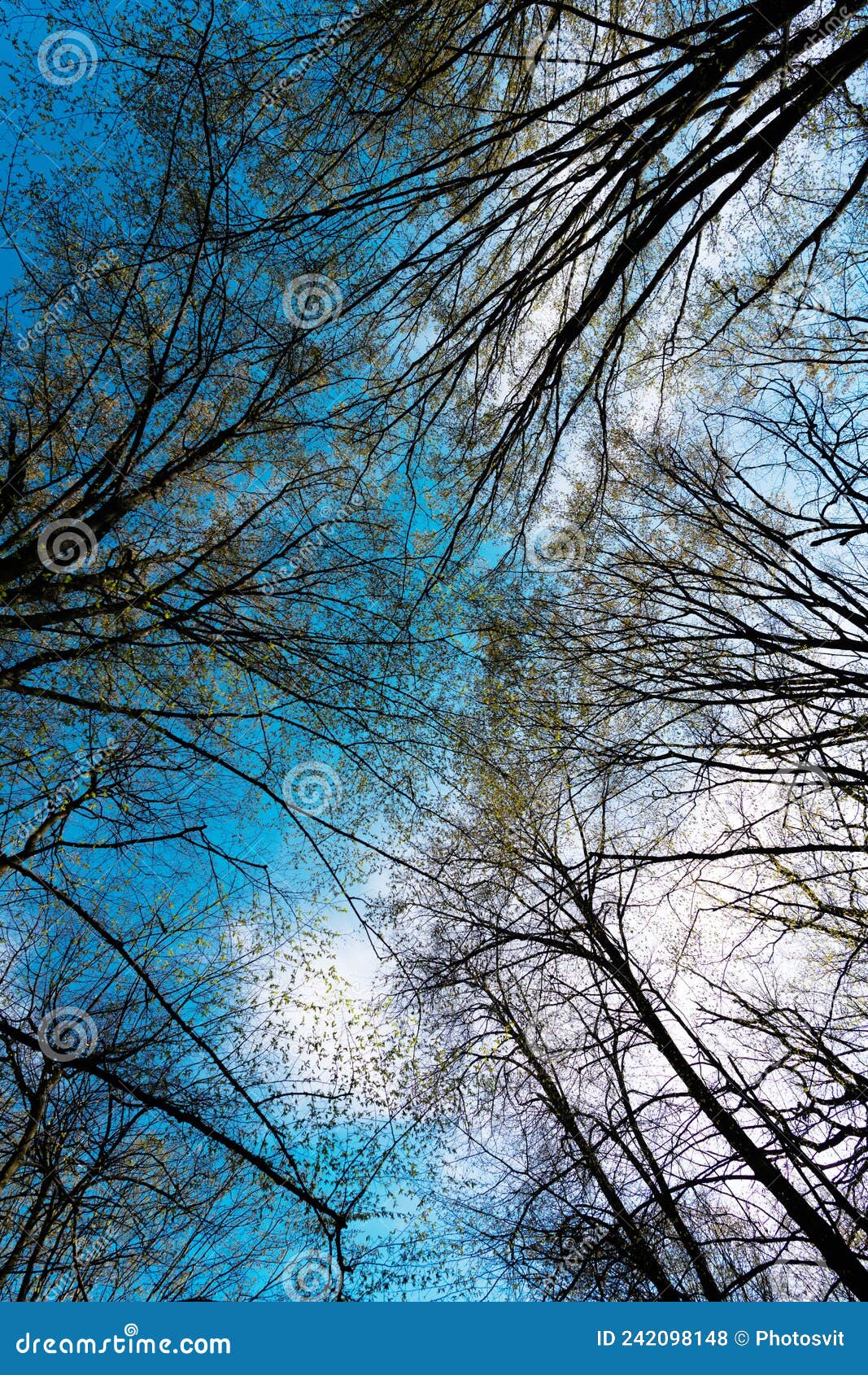 Deciduous Treetops in Spring Forest Against Sunny Sky Upward View ...