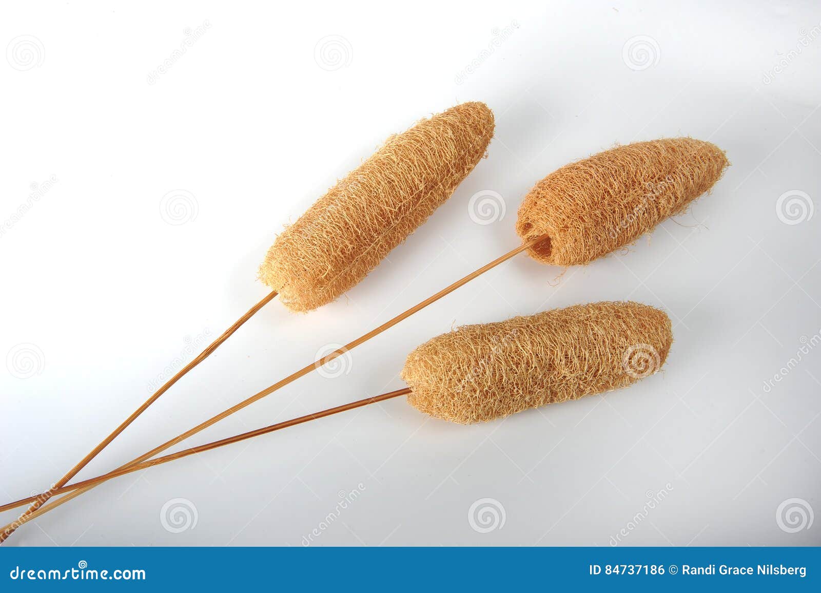 Decor Sponges on Sticks stock photo. Image of hobby, beauty 84737186