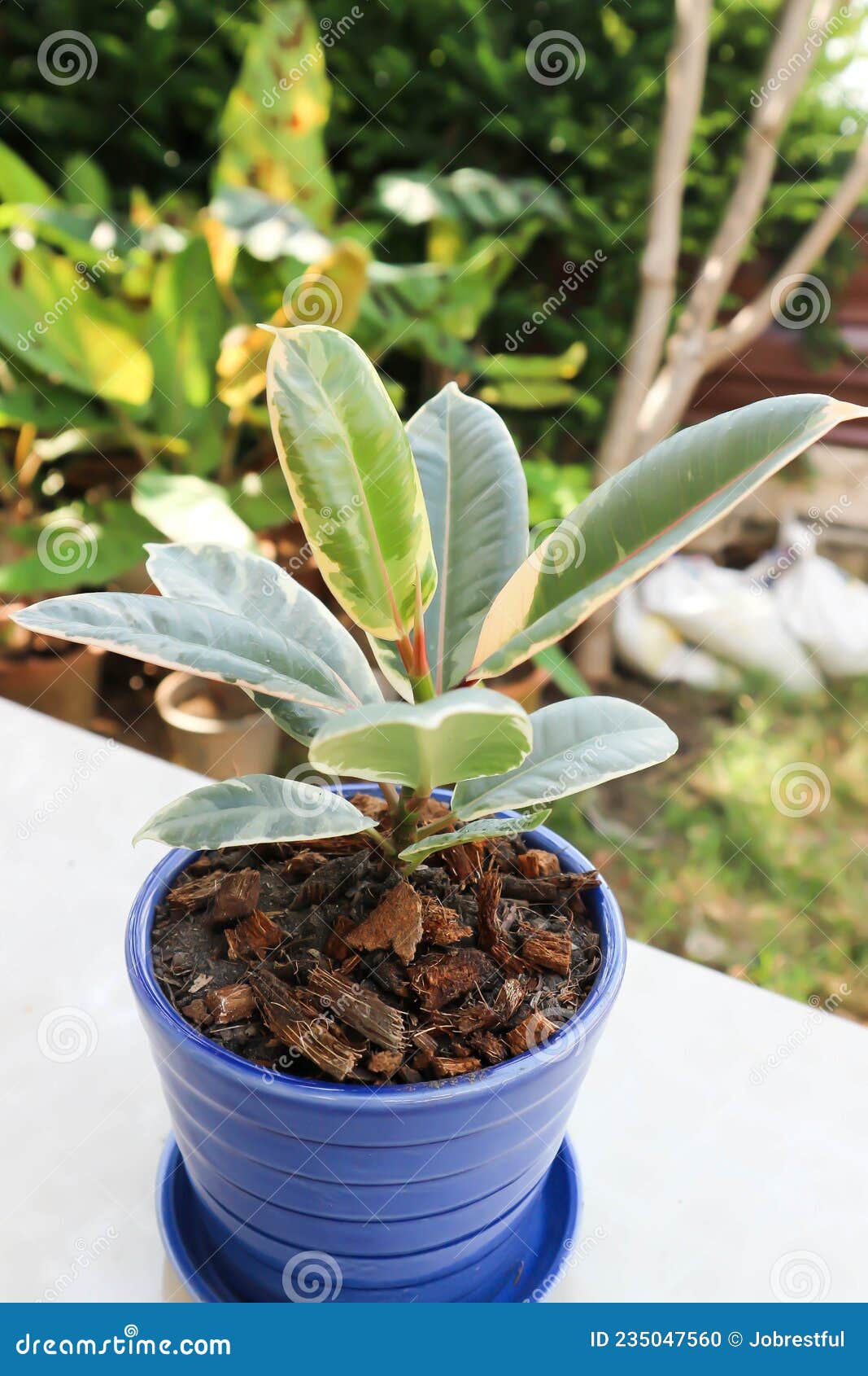 Decora Tree, Indian Rubber Tree or Rubber Plant or Variegated Indian