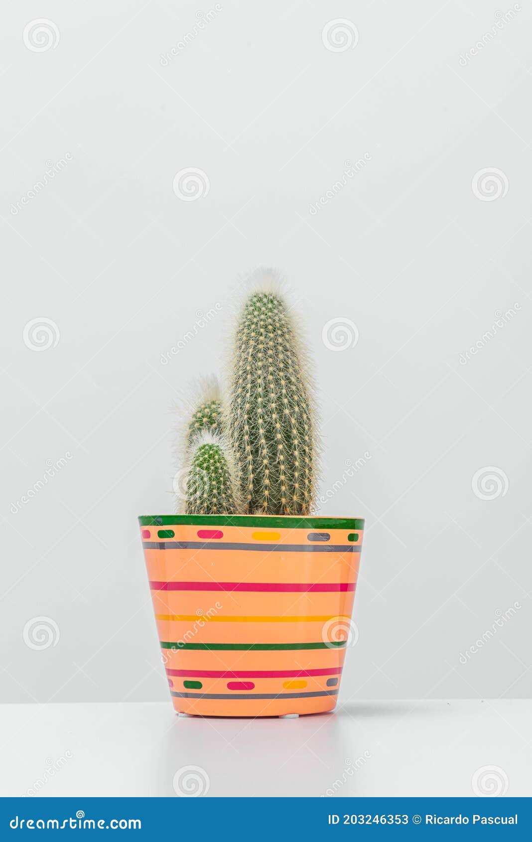 decoraciÃÂ³n de estilo nÃÂ³rdico cactus en maceta fondo ligero