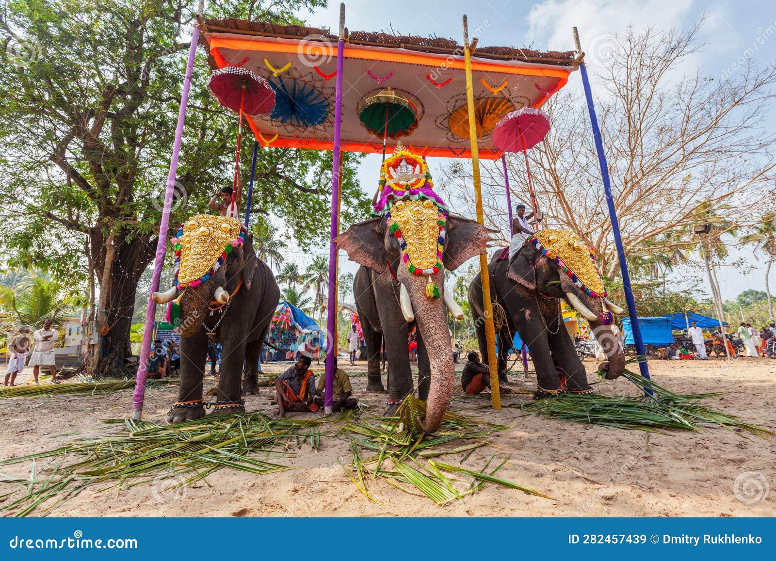 Elephants In The Living Room Priests