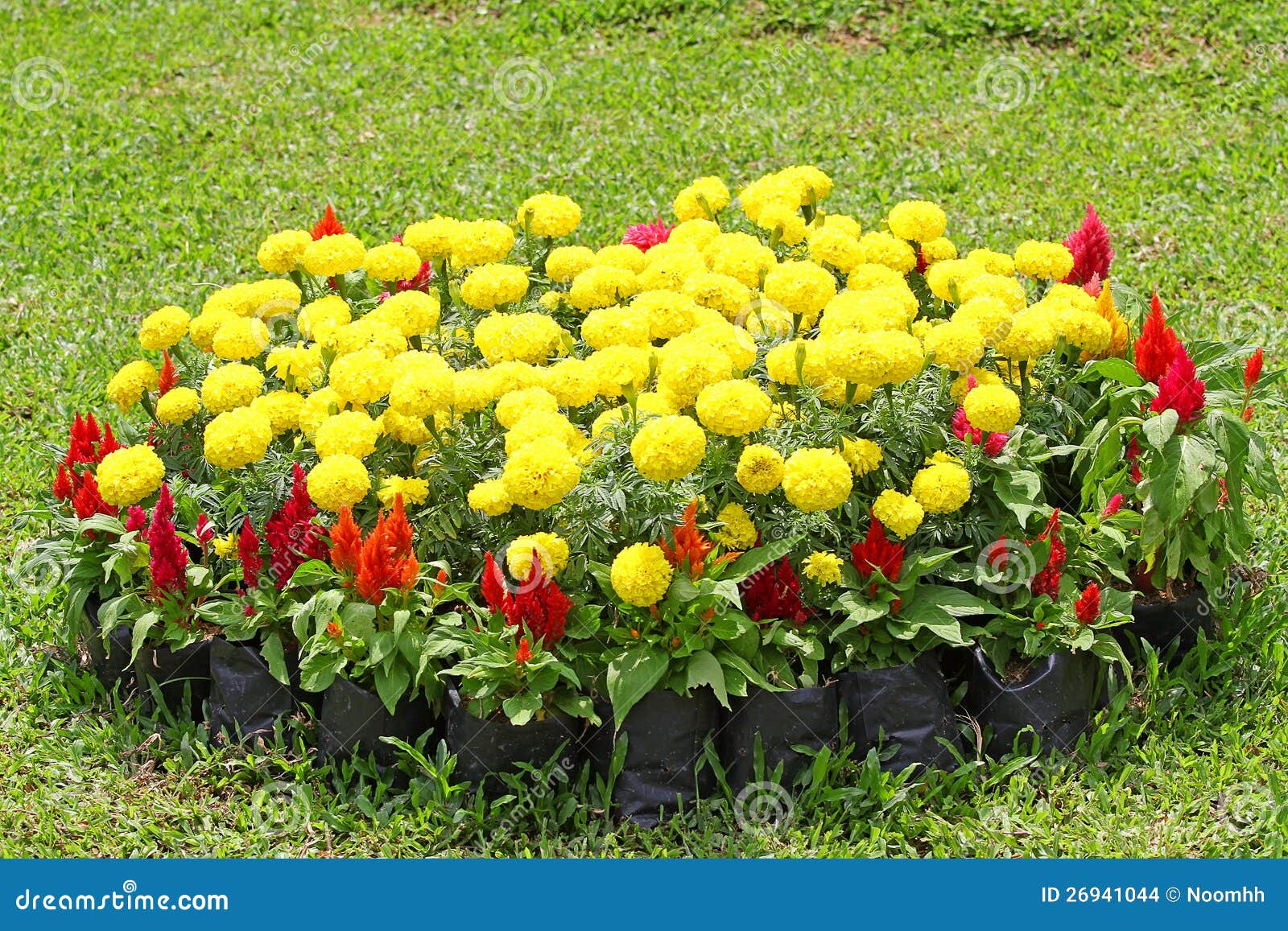 Decorated flower in garden stock photo. Image of decor 26941044