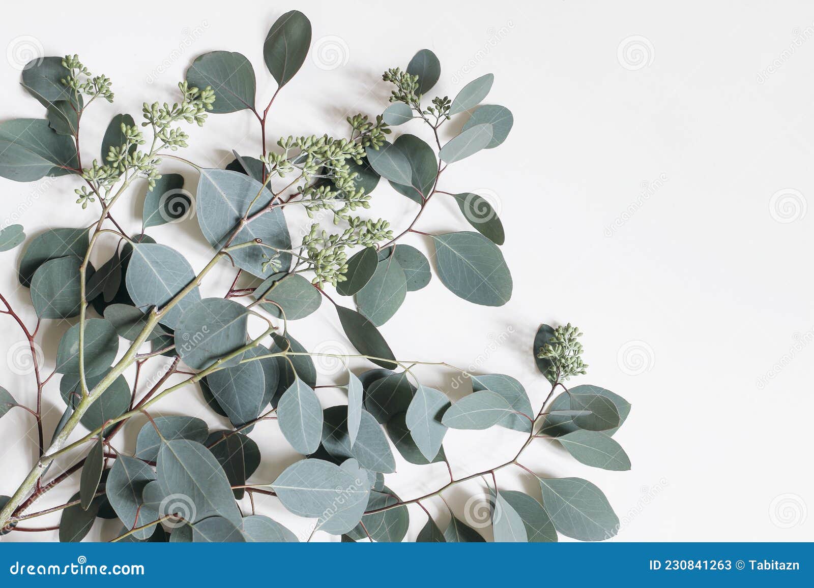 Decoratieve Kaderhoek Gemaakt Van Groene Eucalyptus Populus Bladeren En  Takken Geïsoleerd Op Witte Achtergrond. Modern Stock Afbeelding - Image Of  Lucht, Modern: 230841263