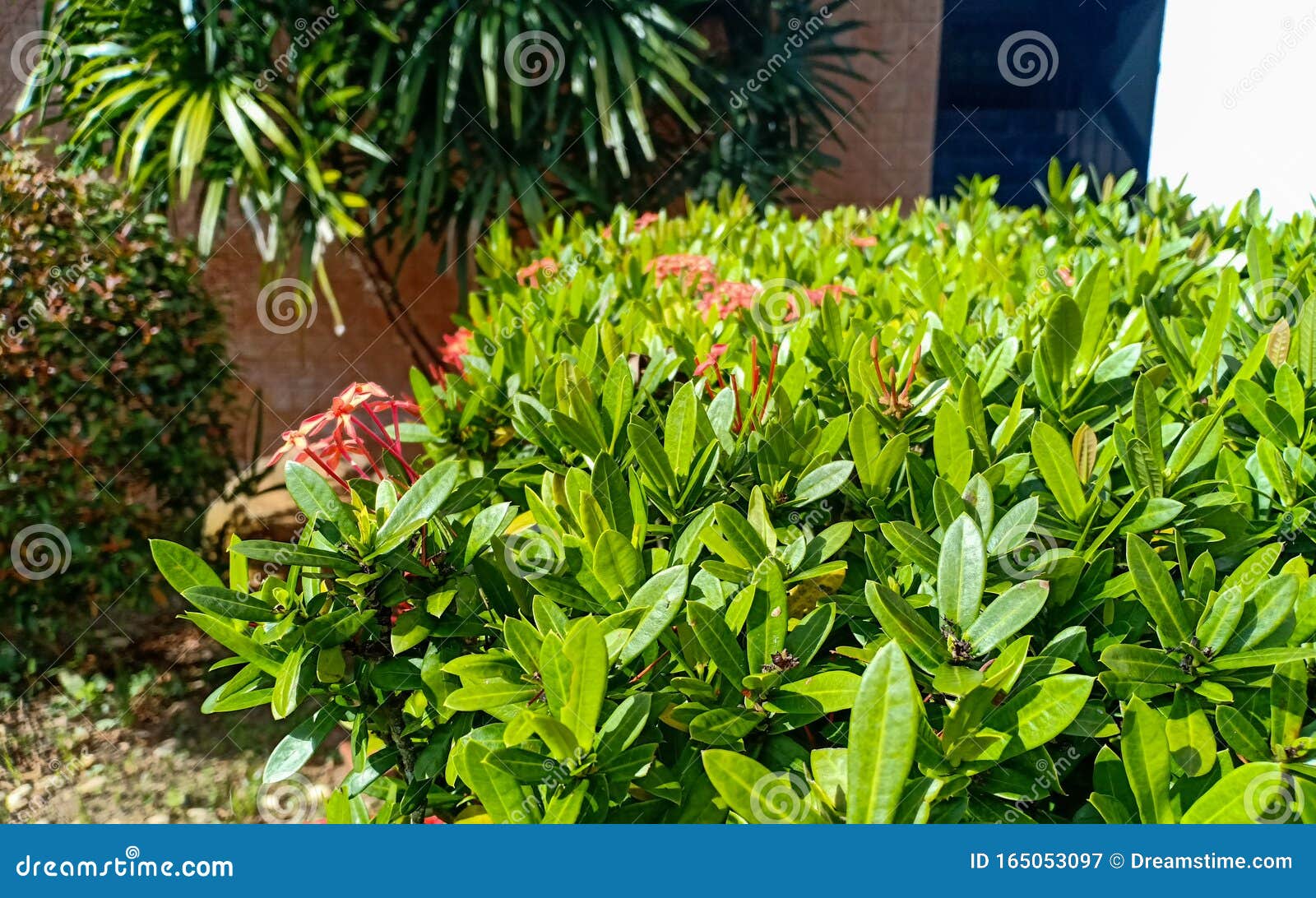 Decorating Bush with Red Spikes Flowers Stock Image Image of spikes