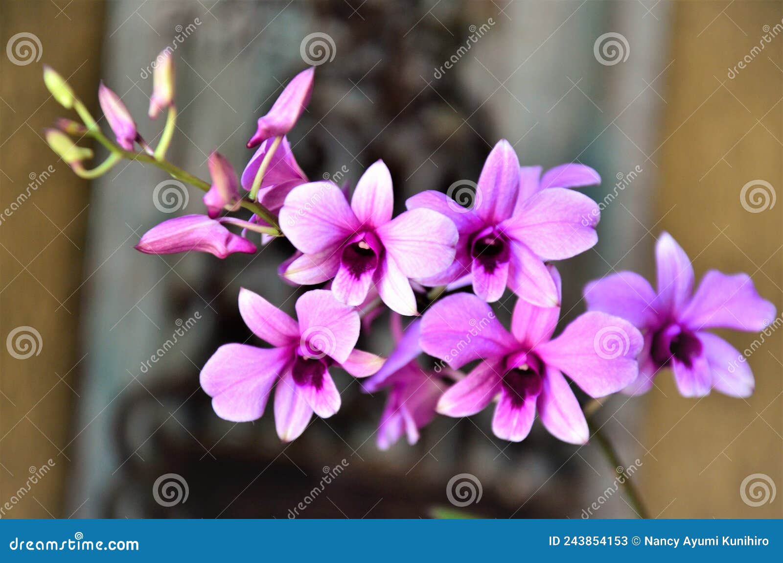 beautiful pink mini orchid flowers