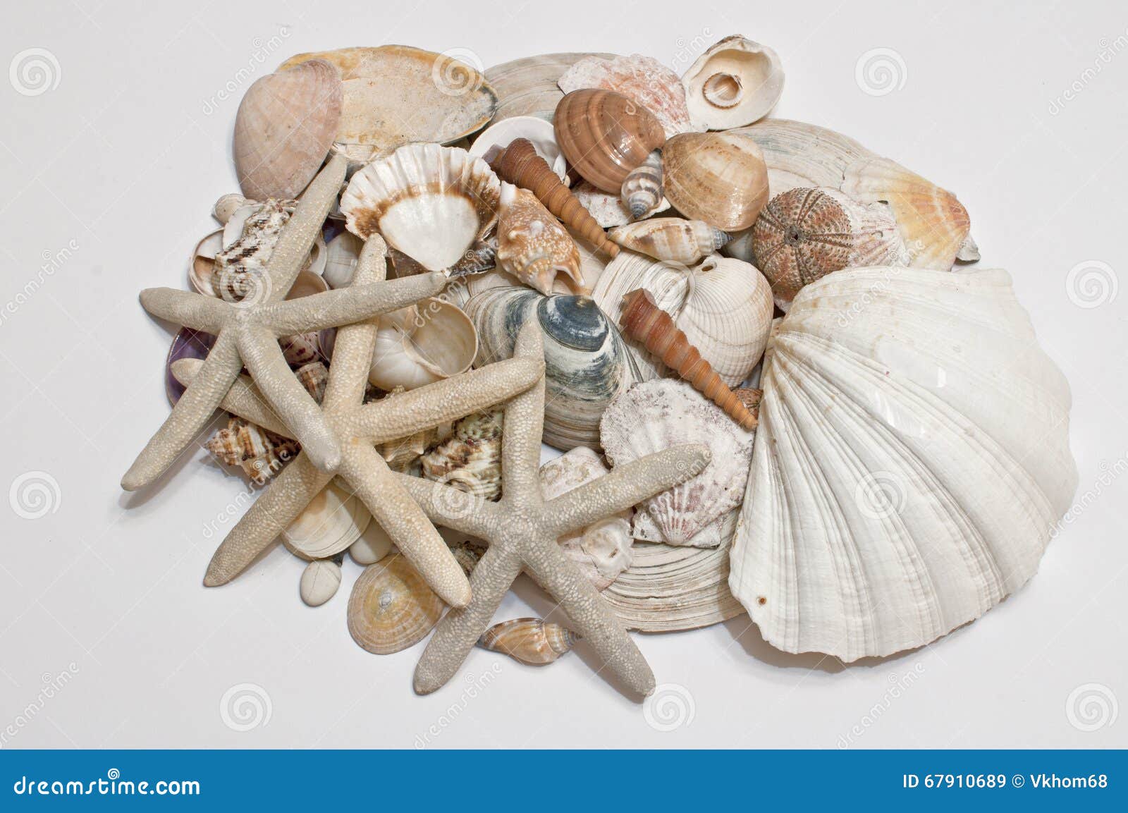 Decoration, Starfish and Shell Stock Image - Image of beach, fish: 67910689