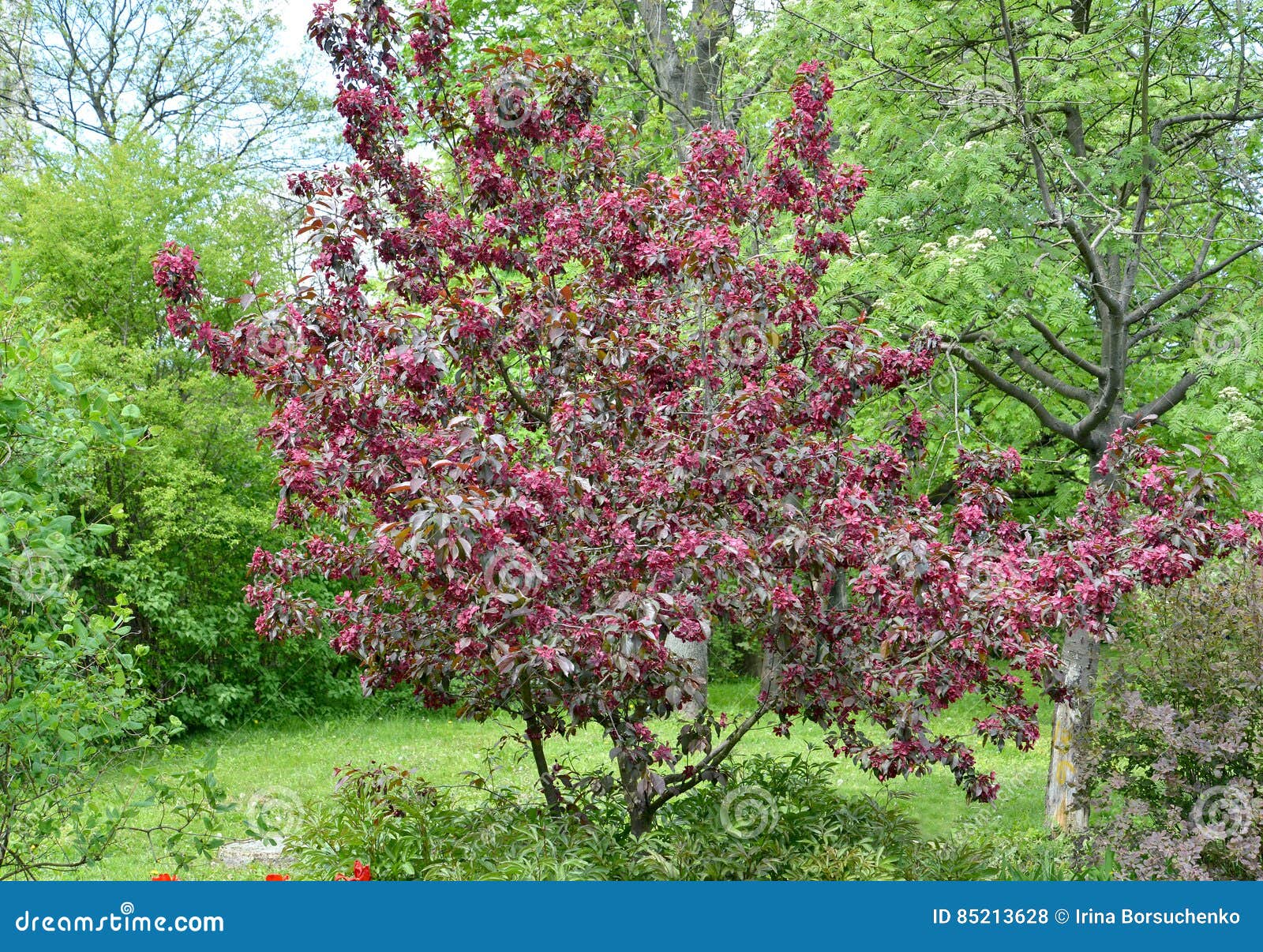 The Decorative Appletree of a Grade of Royalty Blossoms in a Garden