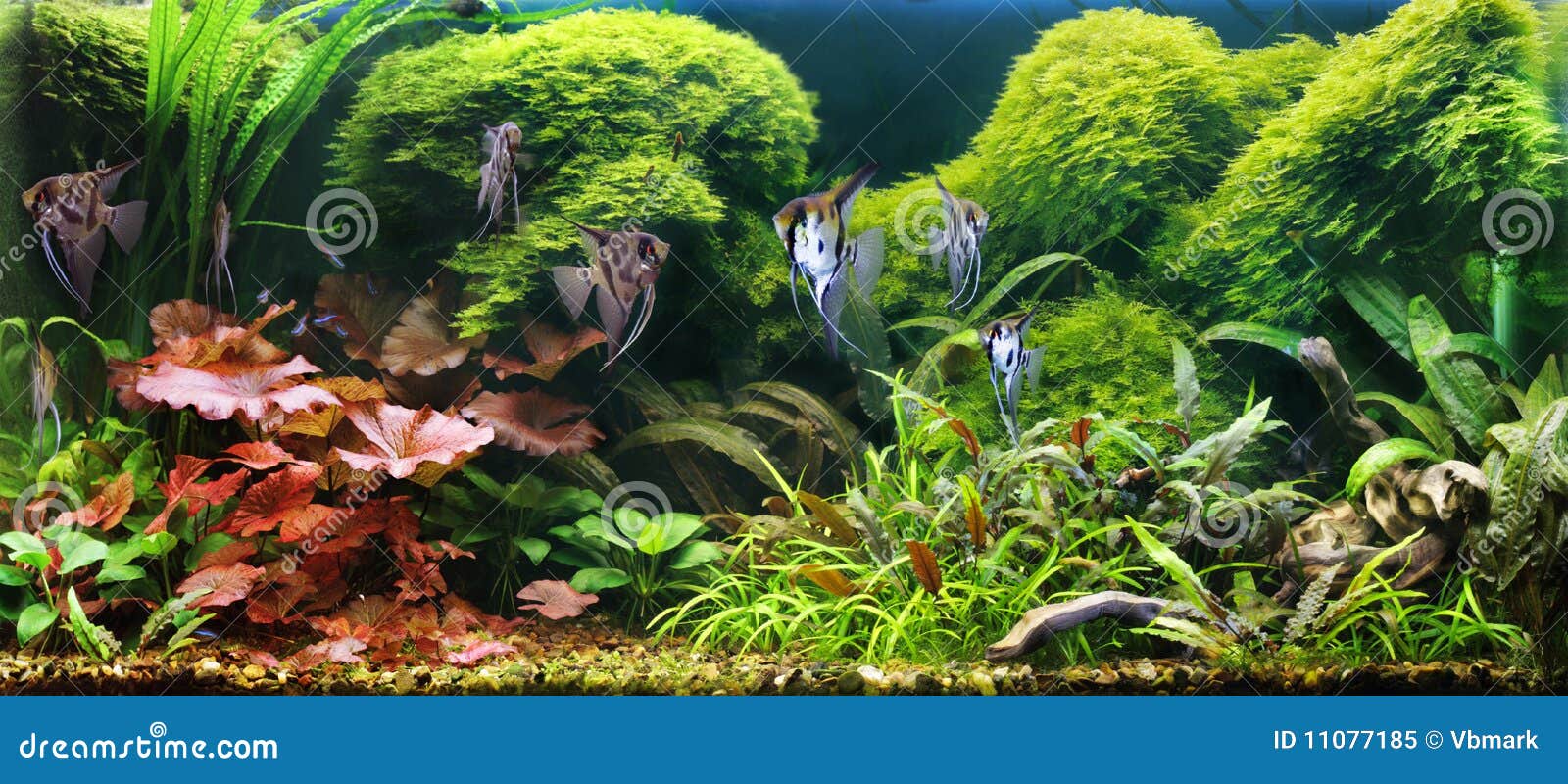 decorative aquarium