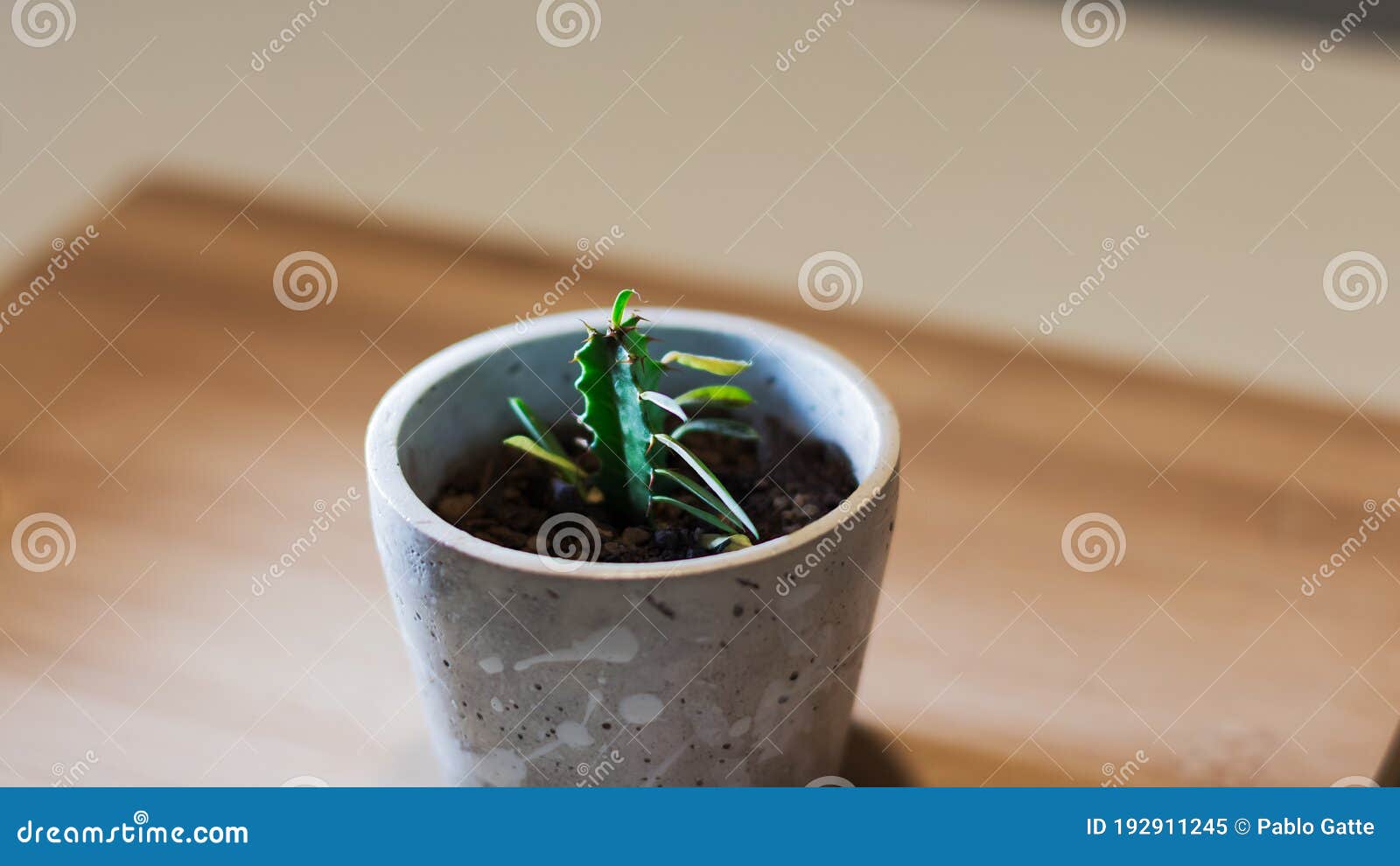 decorative and beautiful small succulent for your home