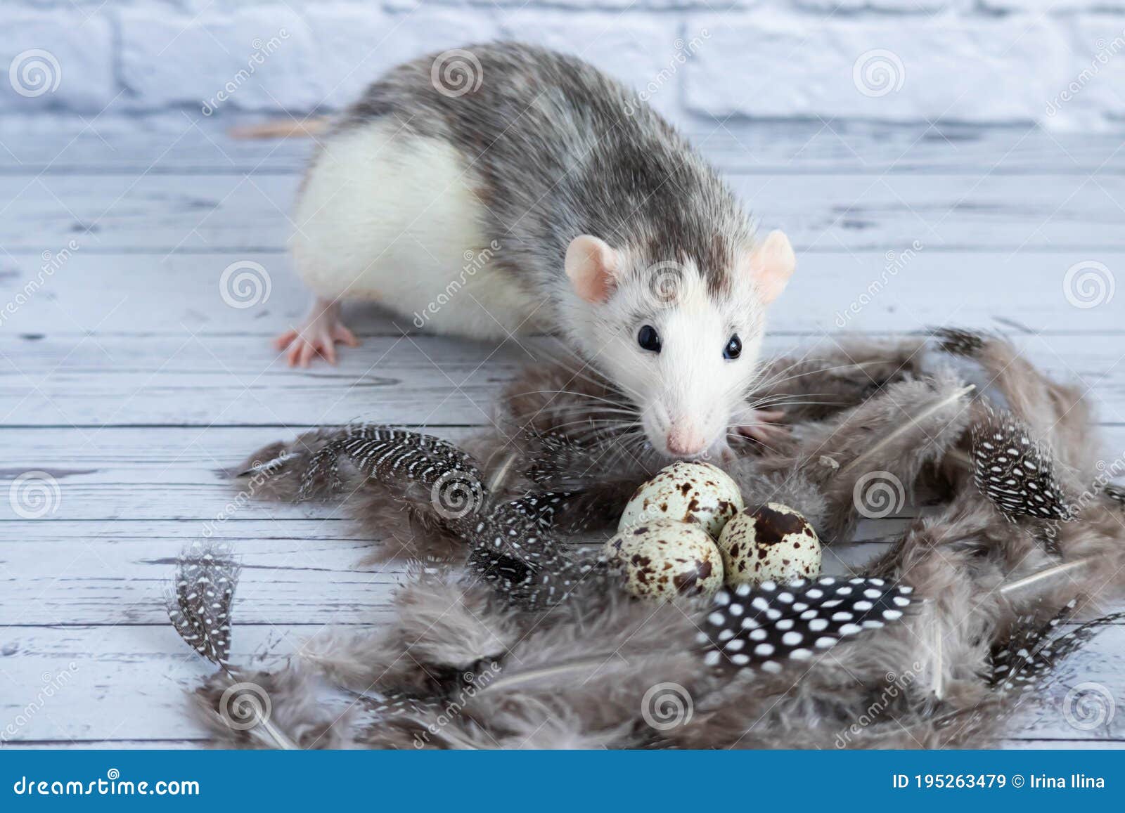 Decorative Black and White Cute Rat Sniffing Quail Eggs. the Eggs ...