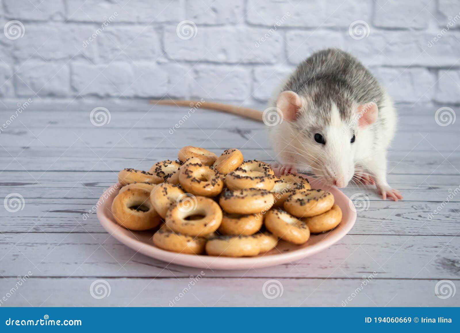 Decorative Black and White Cute Rat Sniffs and Eats Round Bagels ...