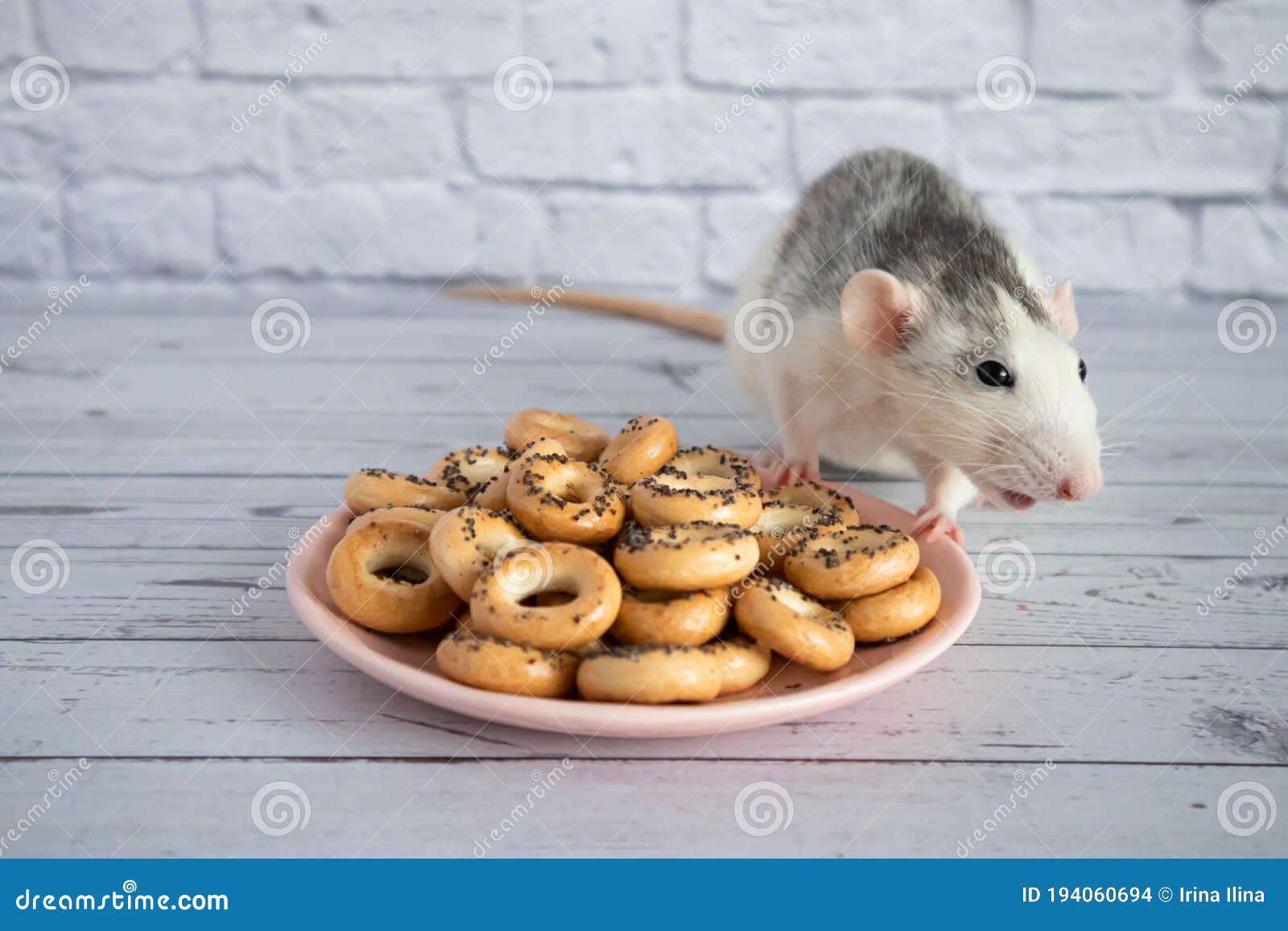 Decorative Black and White Cute Rat Sniffs and Eats Round Bagels ...