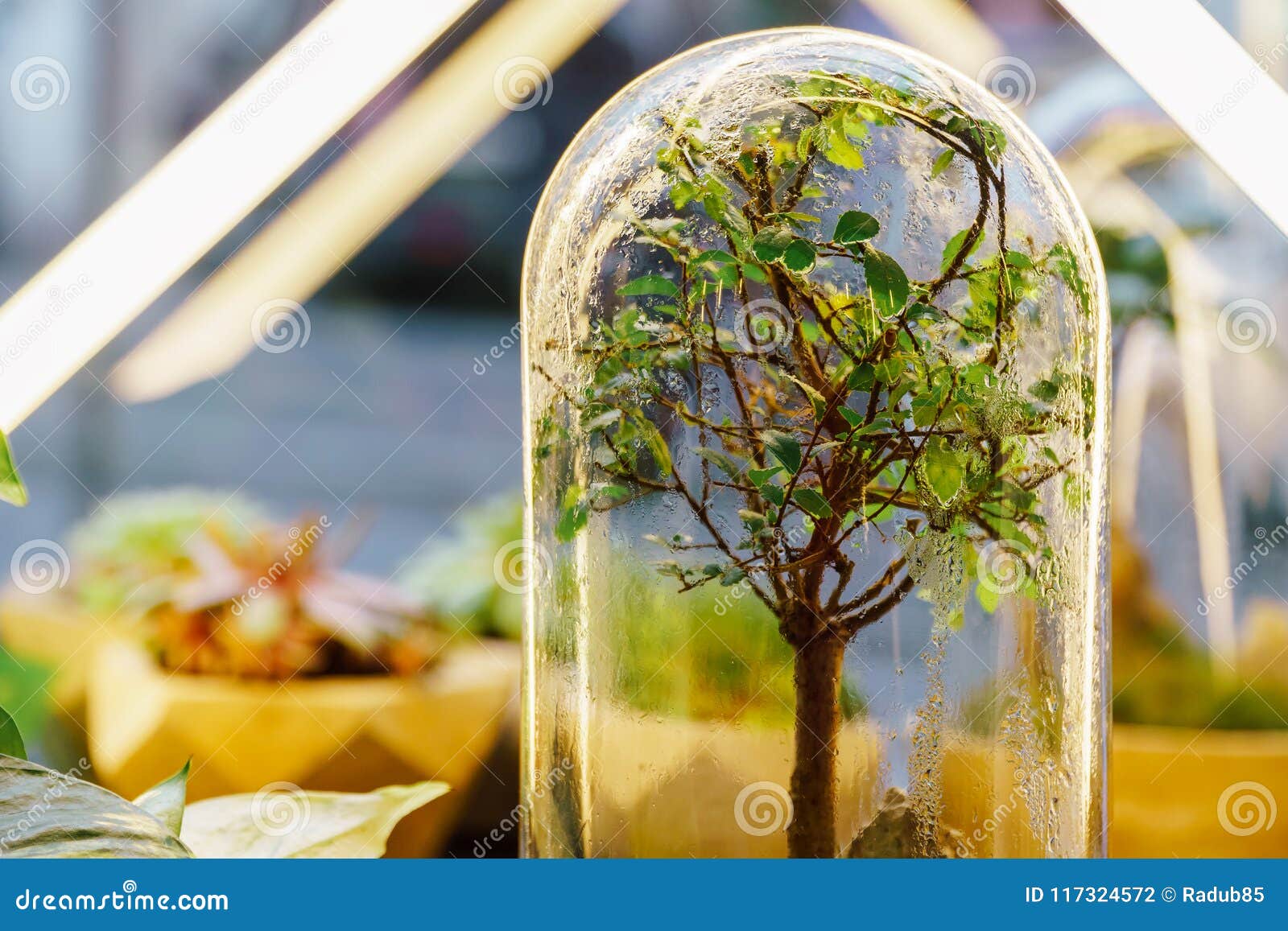 Decorative Bonsai Tree Glass Terrarium Stock Photo Image of close