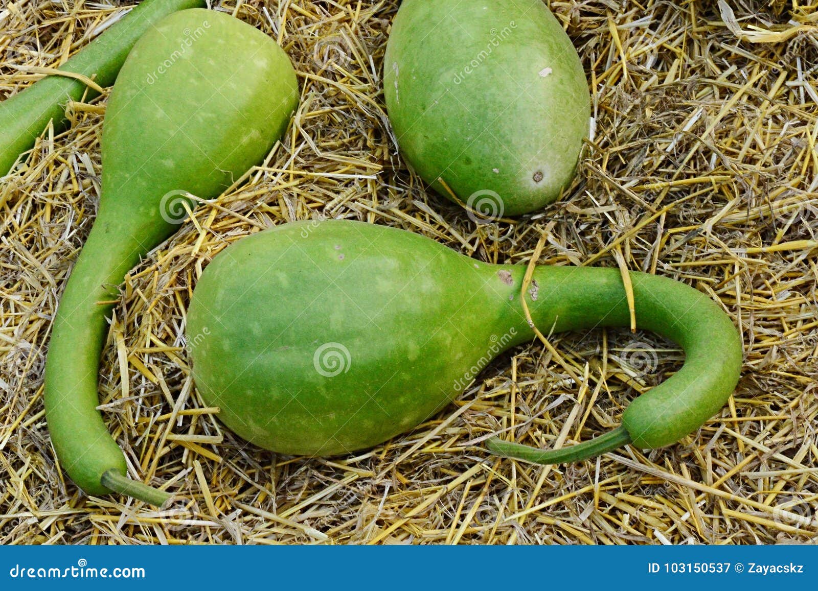 decorative bottle gourd, also called calabash, latin name lagenaria siceraria varieta clavata
