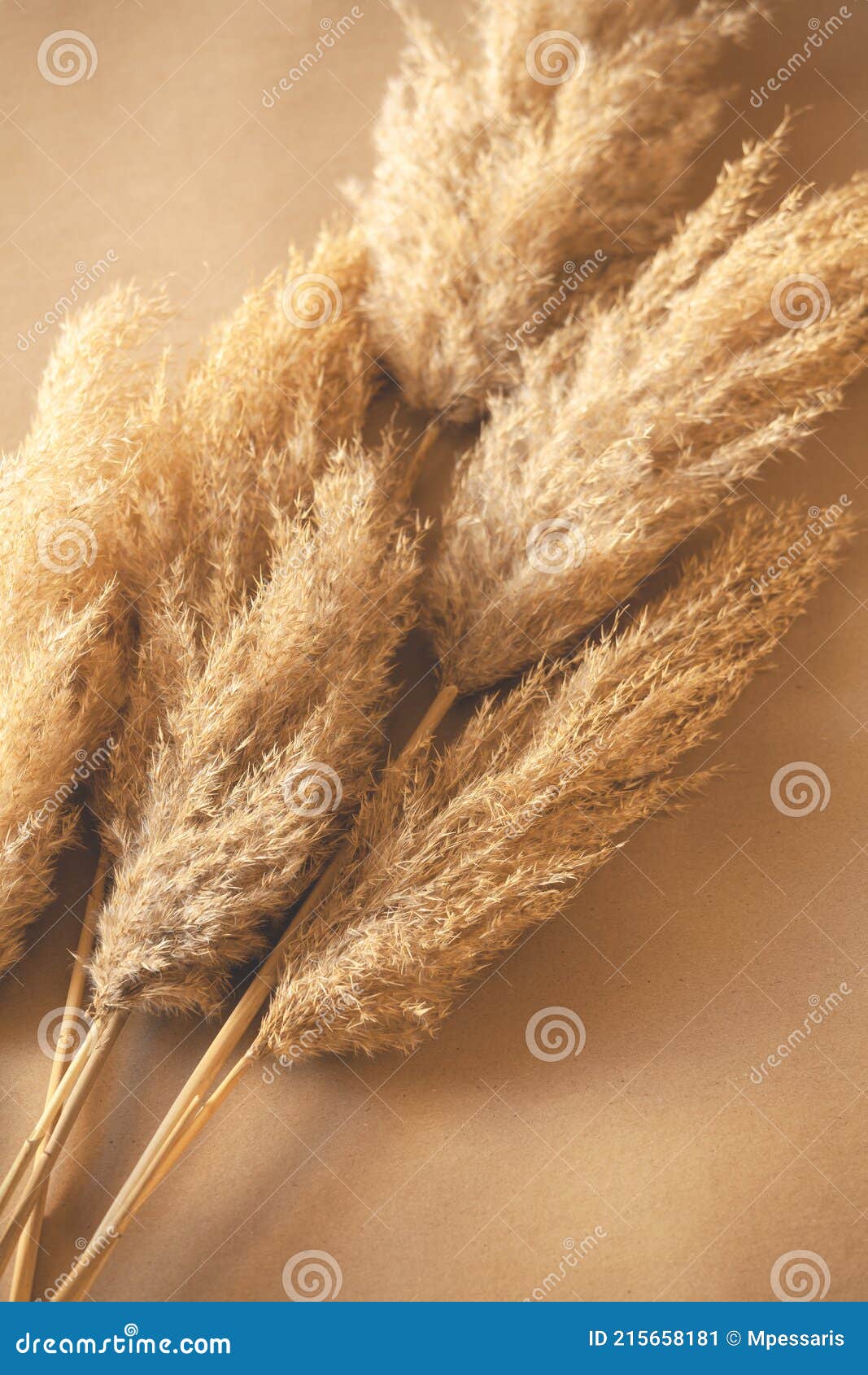 Decorative Branches of Pampas Grass Set on the Floor Stock Image Image of pampas, spring