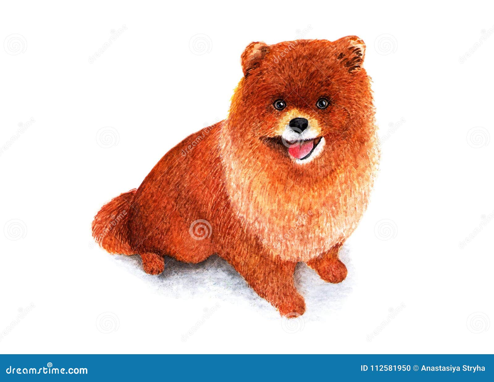 Download Pomeranian. Pom Pom. Watercolor Illustration. Stock ...
