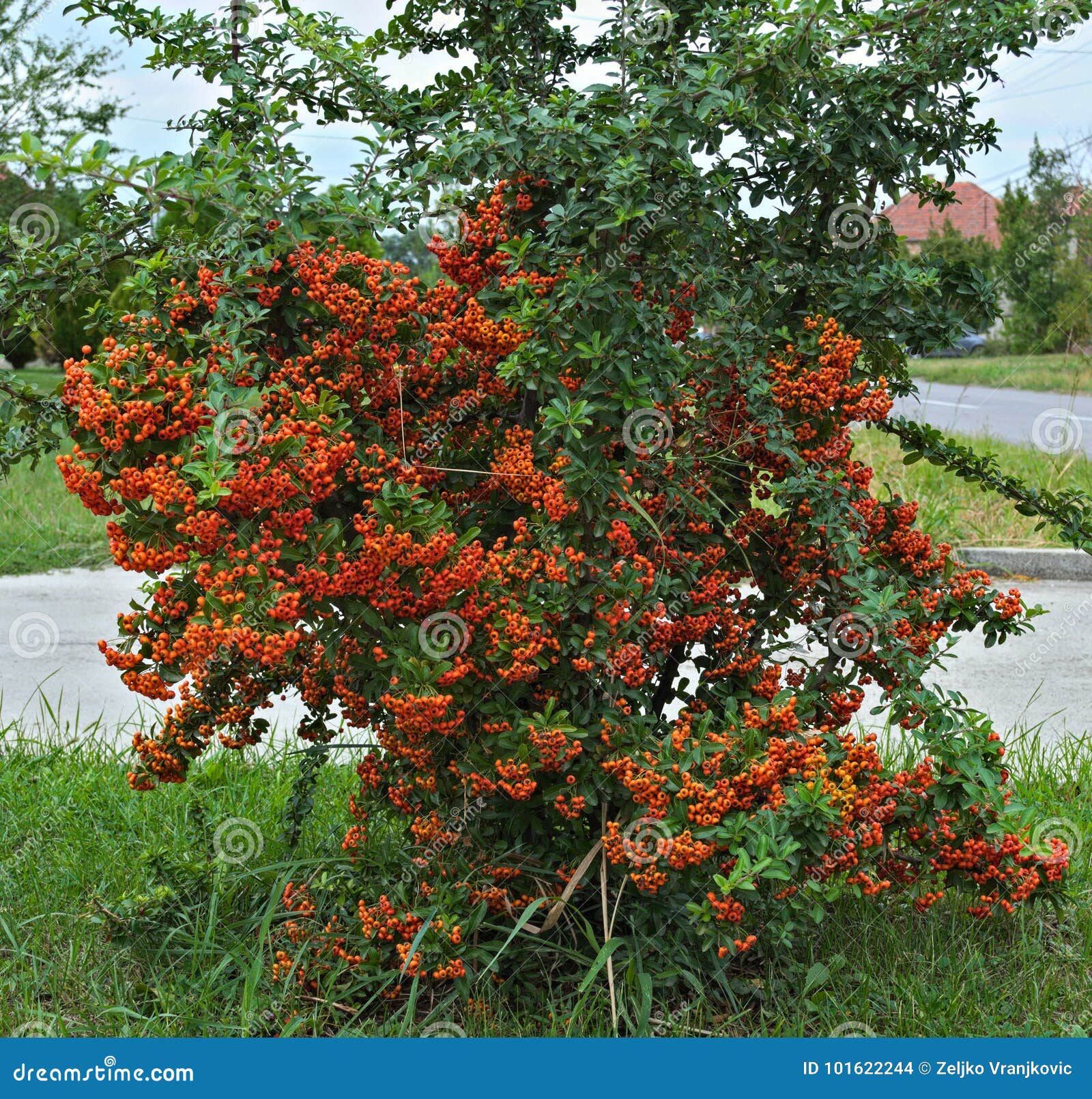 Decorative Bush Full with Orange Berries at Autumn Stock Photo Image