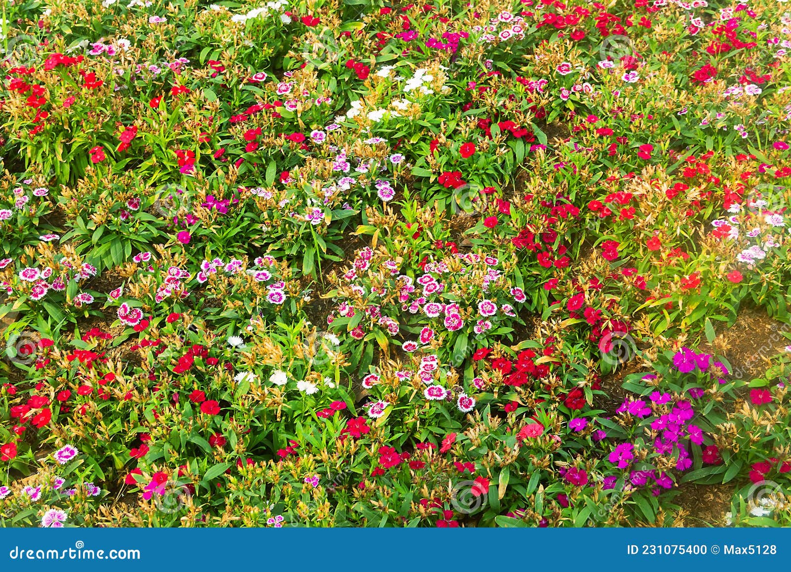 Decorative Carnations on a Flower Bed Stock Photo Image of colour