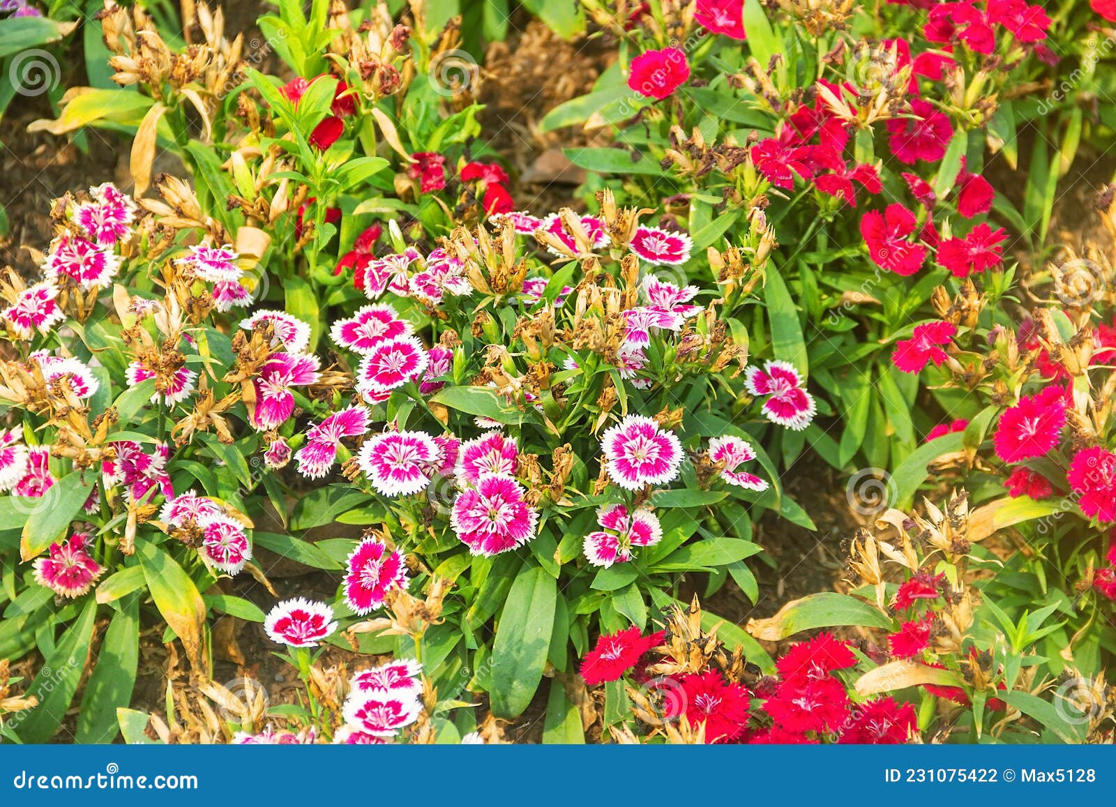 Decorative Carnations on a Flower Bed Stock Photo Image of
