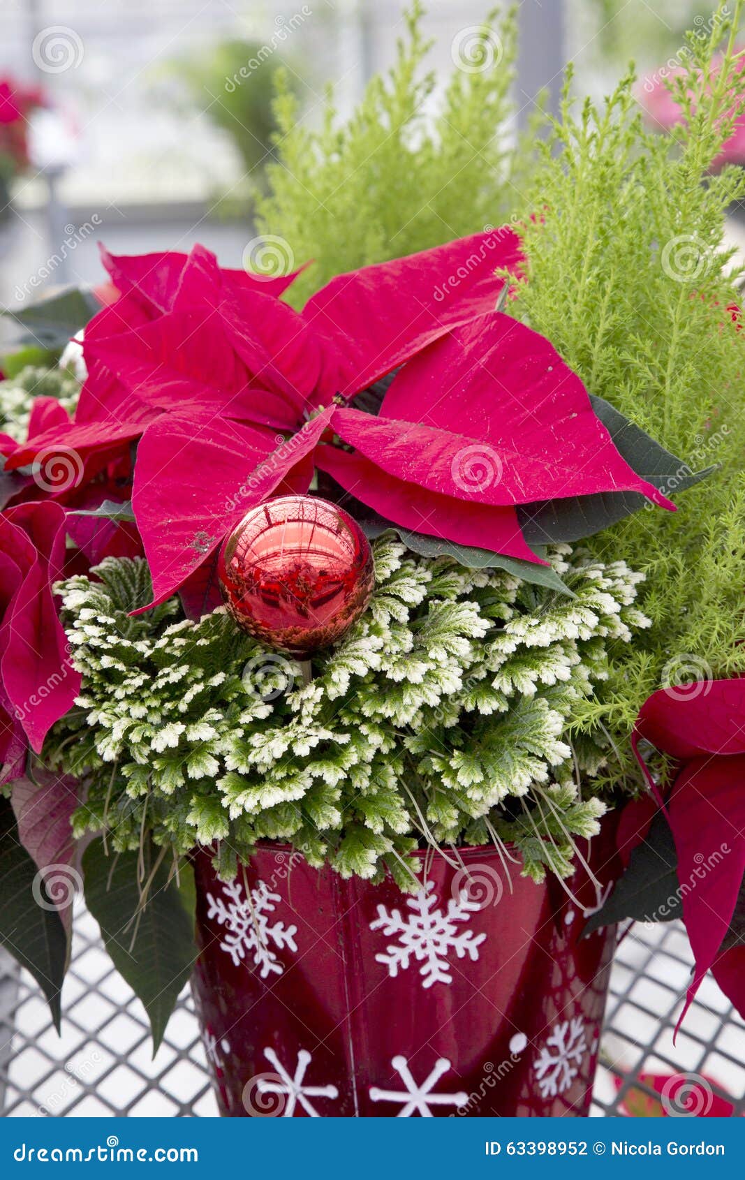 Decorative Christmas Container Stock Photo Image of poinsetta