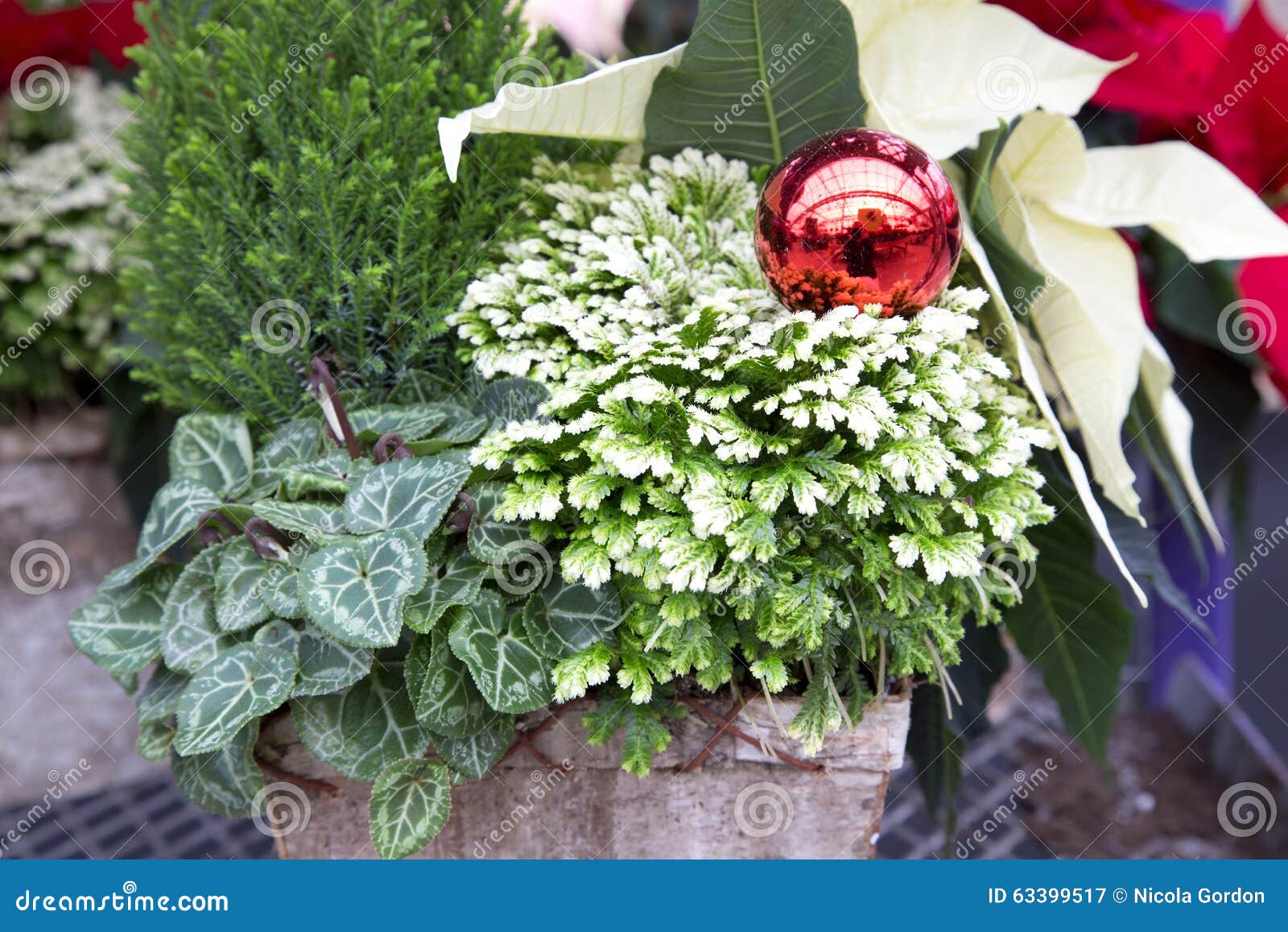 Decorative Christmas Container Stock Image Image of traditional