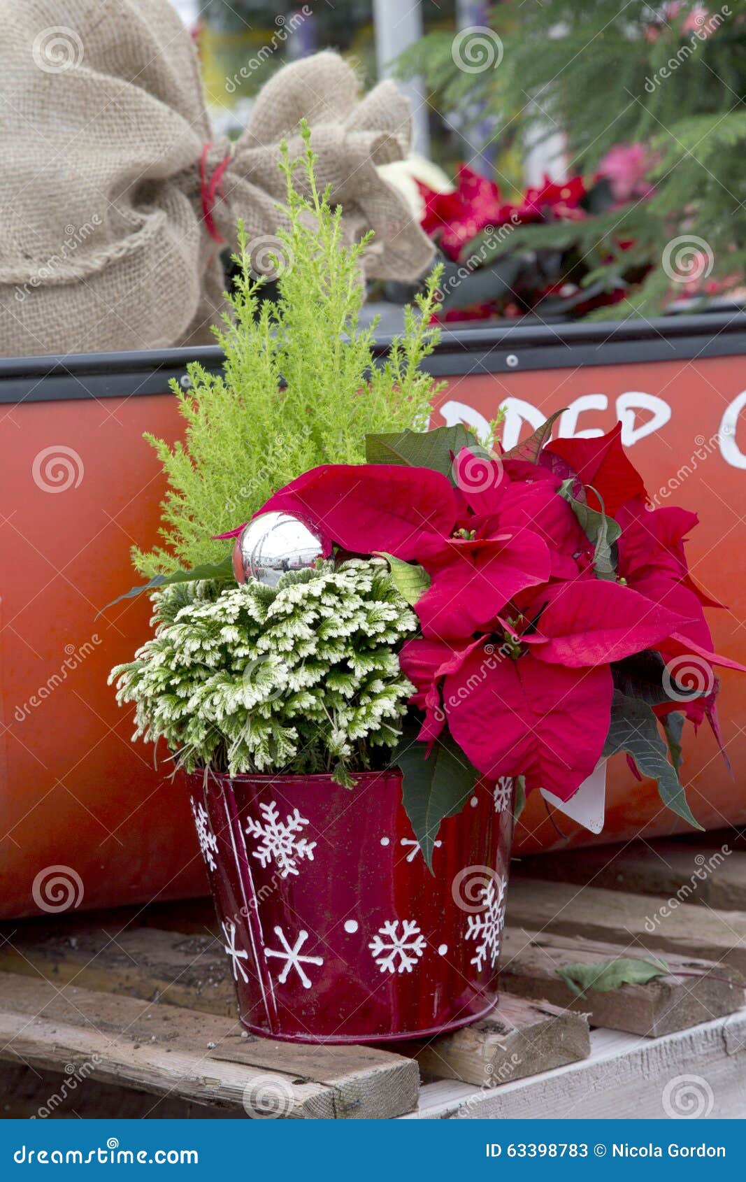 Decorative Christmas Container Stock Image Image of petal, decorative