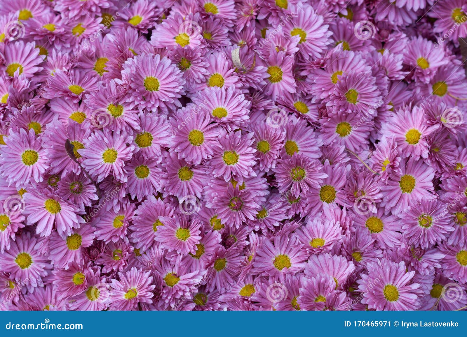 Decorative Composition Of Pink Chrysanthemum Indicum L Adena Tufanica Autumn Bouquet Magenta Chrysanthemum In Autumn Iasi Stock Image Image Of Chrysanthemum Adena 170465971
