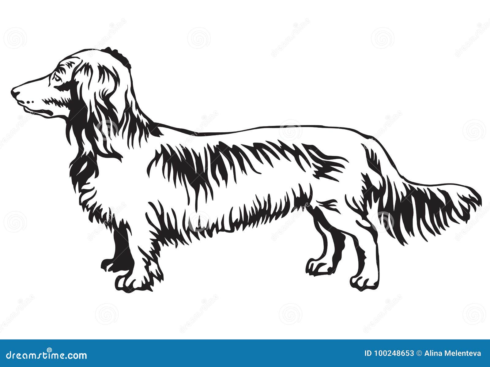 Long Haired Dachshund Stock Illustrations – 99 Long Haired Dachshund Stock  Illustrations, Vectors & Clipart - Dreamstime