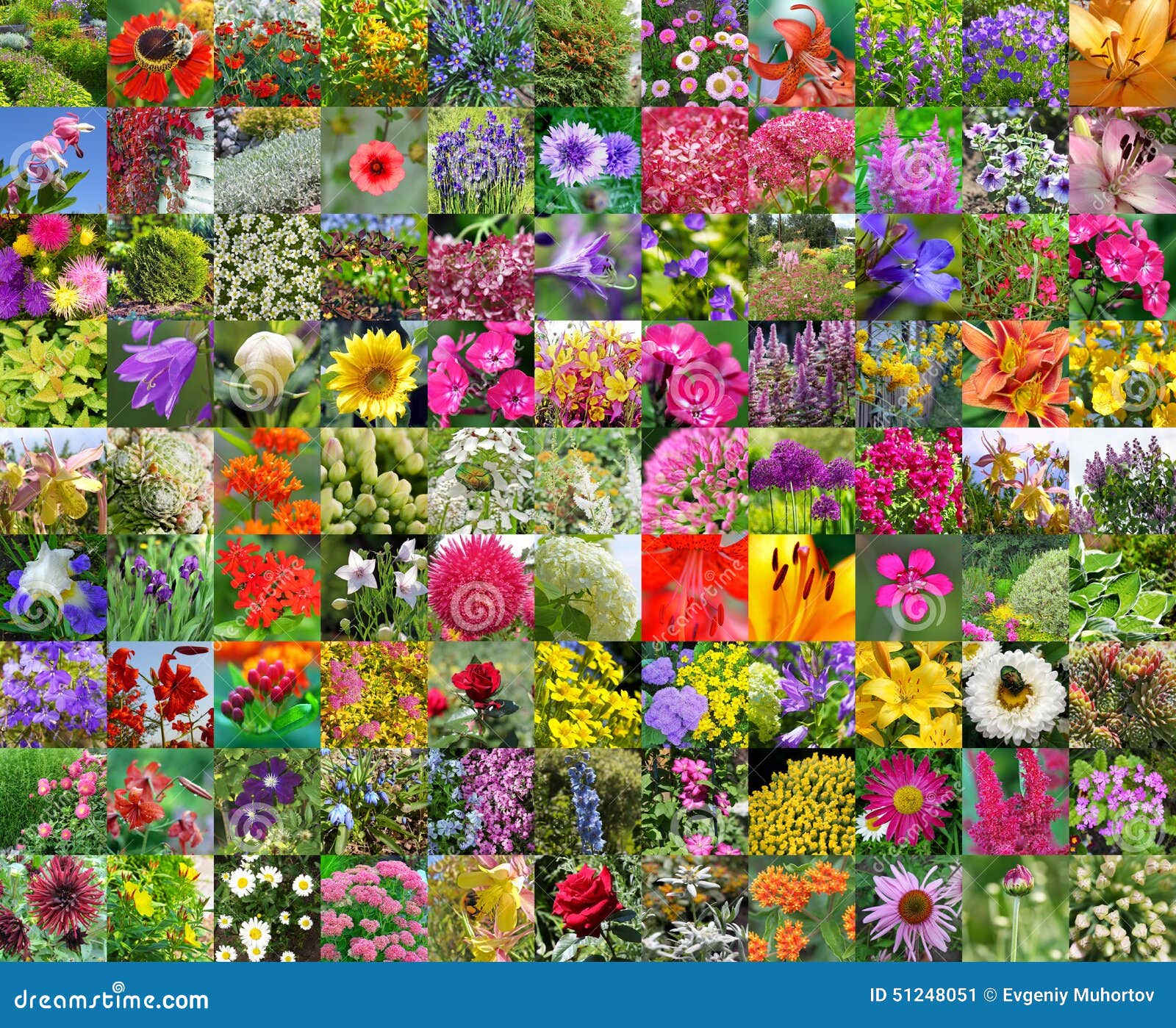 Decorative Cultivated Flowers. Collage Stock Image - Image of dismissed ...